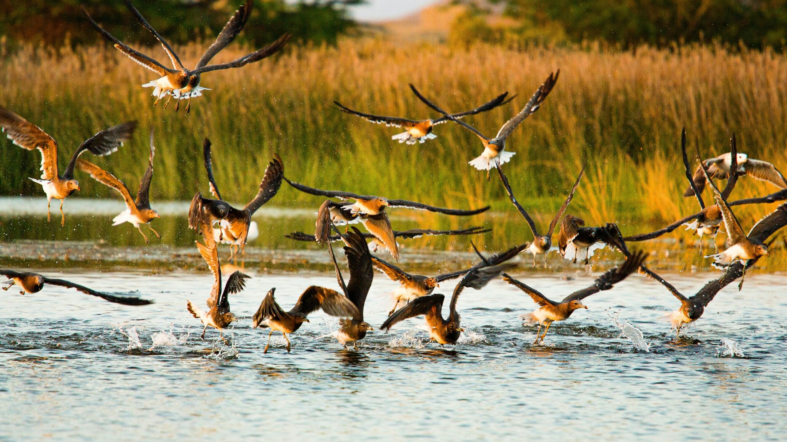 Birds taking flight over Dhofar wetlands in Oman a region where the Arabian Peninsula climate supports rare biodiversity during the monsoon season.