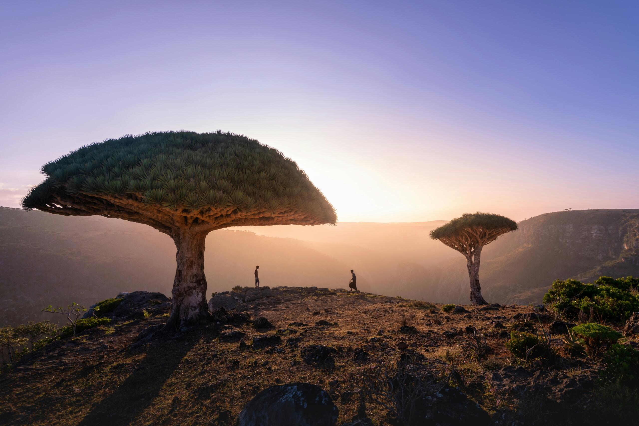 Dragon blood trees at sunset on Socotra Island, Yemen
