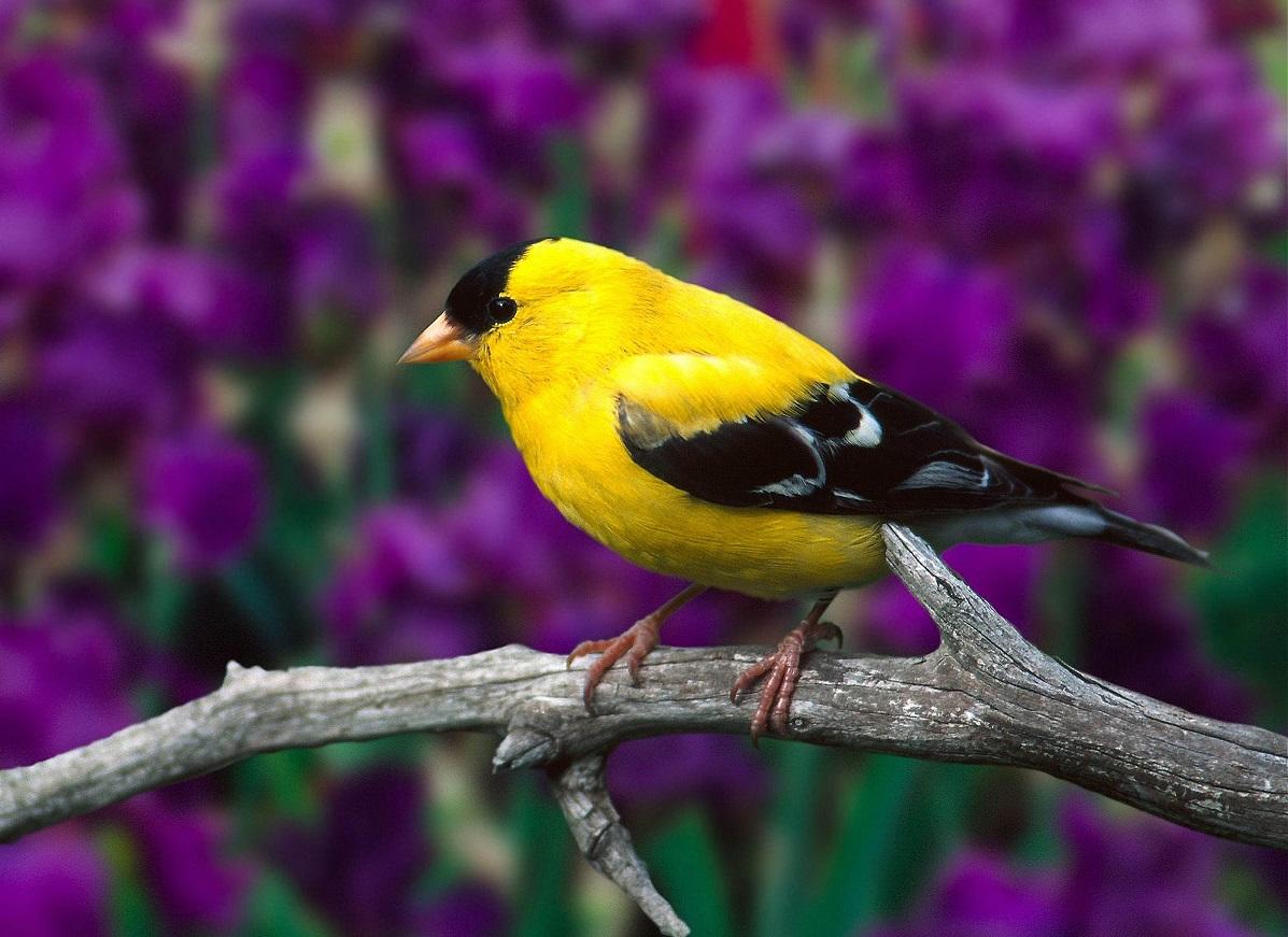 Aprender refranes en inglés