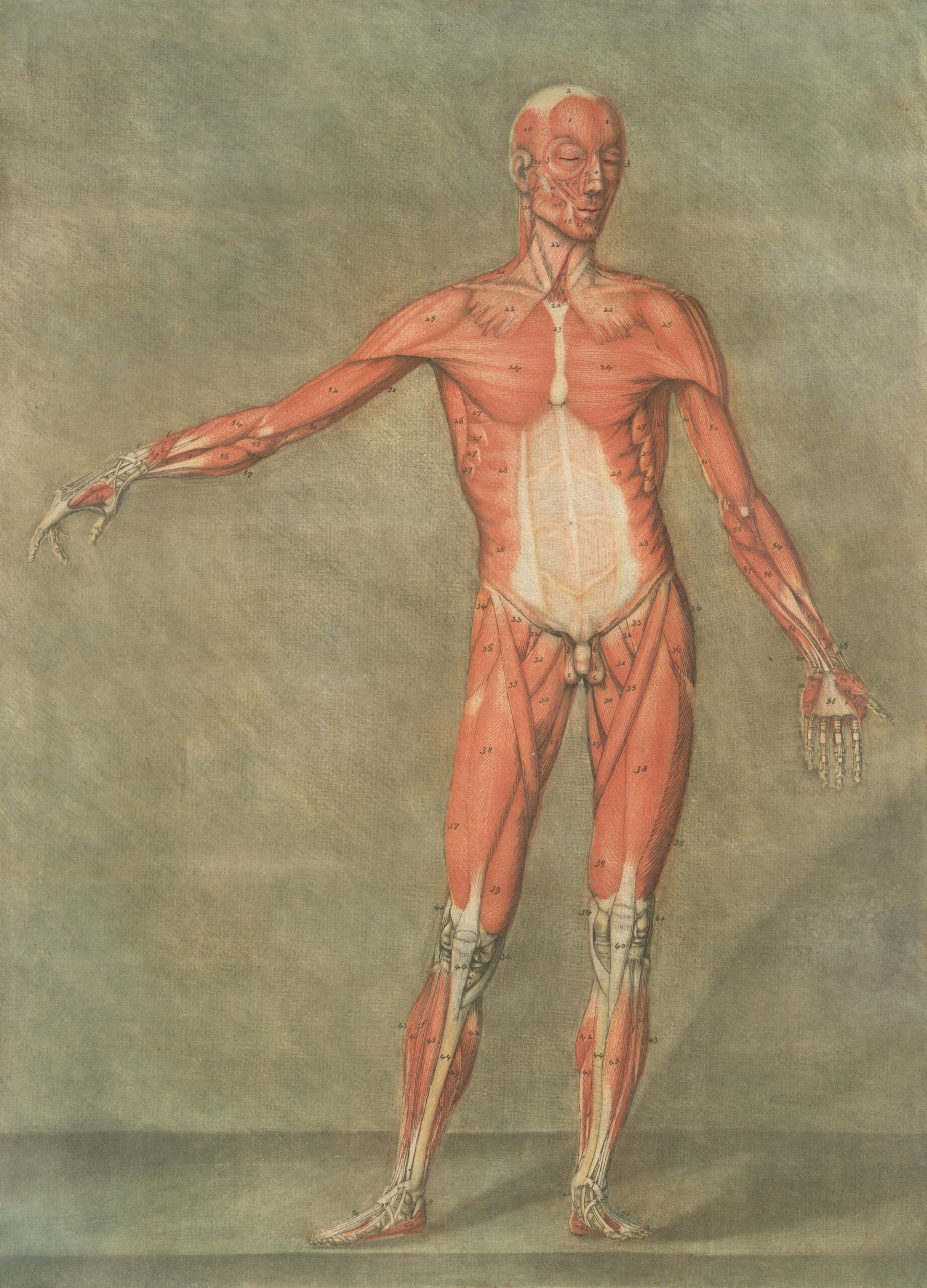 dibujo cuerpo humano