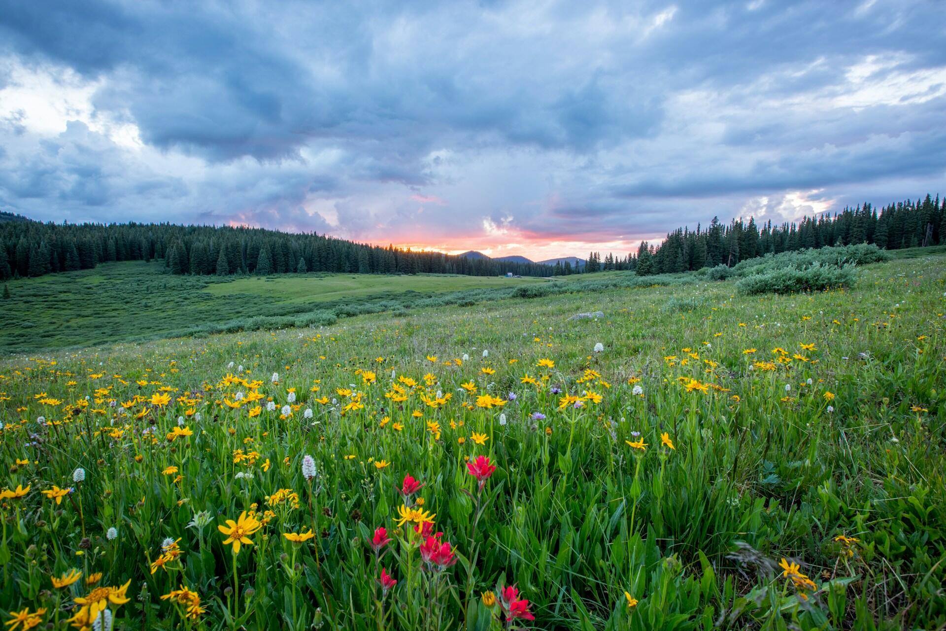 Paisaje de campo con flores.