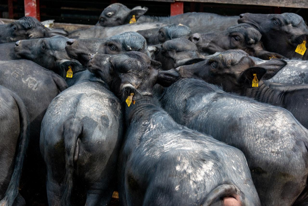 Vacas numeradas en un corral.
