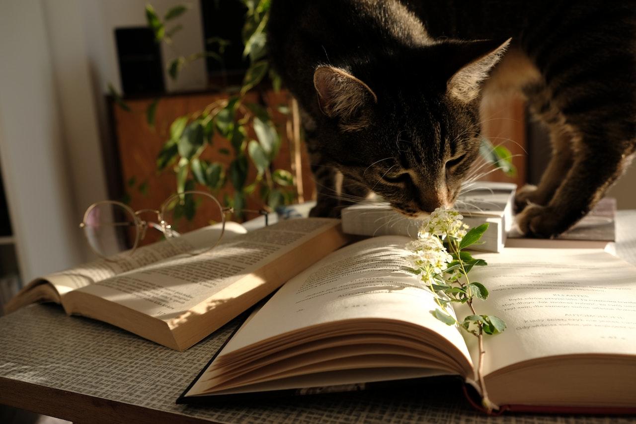 Gato caminando sobre libros