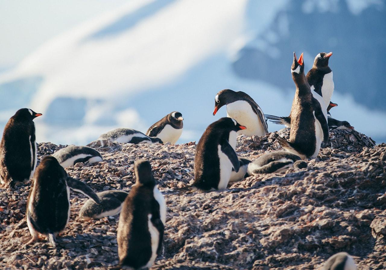 Pingüinos sobre colina de piedras, con el cielo celeste de fondo.