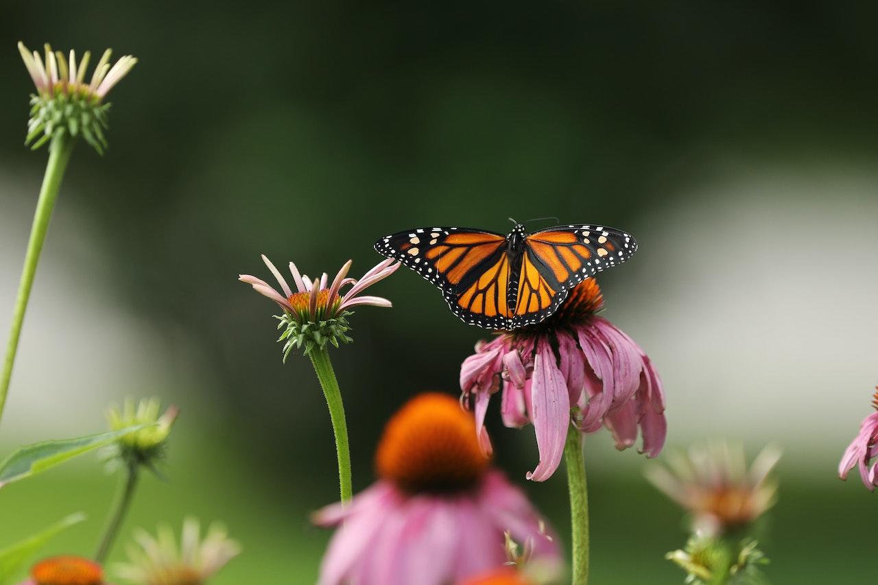 Mariposa sobre una flor rosa.