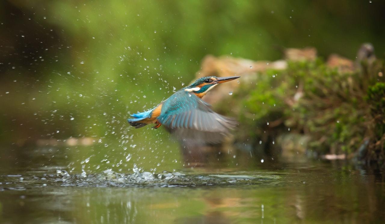 Pájaro de colores volando sobre el agua. 