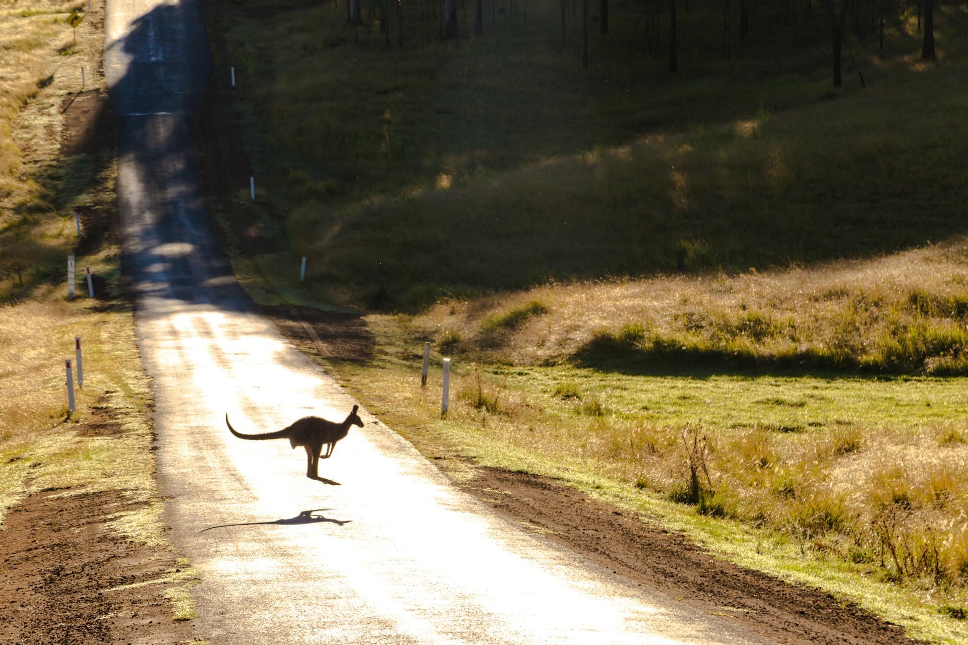 Canguro saltando en la carretera.