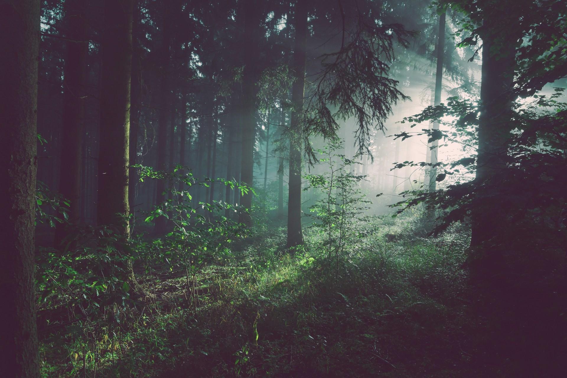 Bosque iluminado por la luz solar.