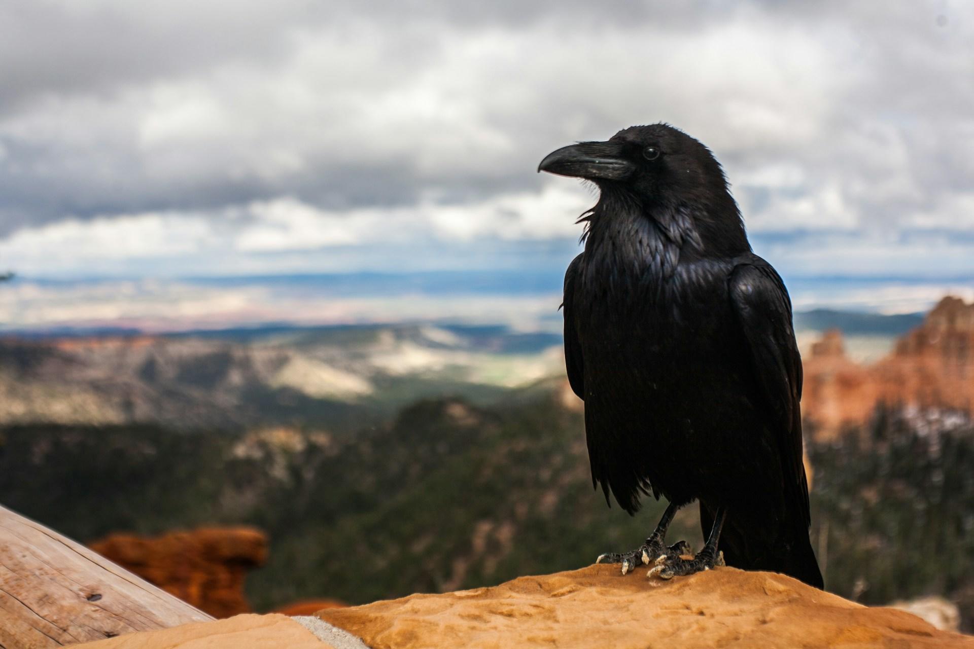 Cuervo negro parado en la cima de la montaña.