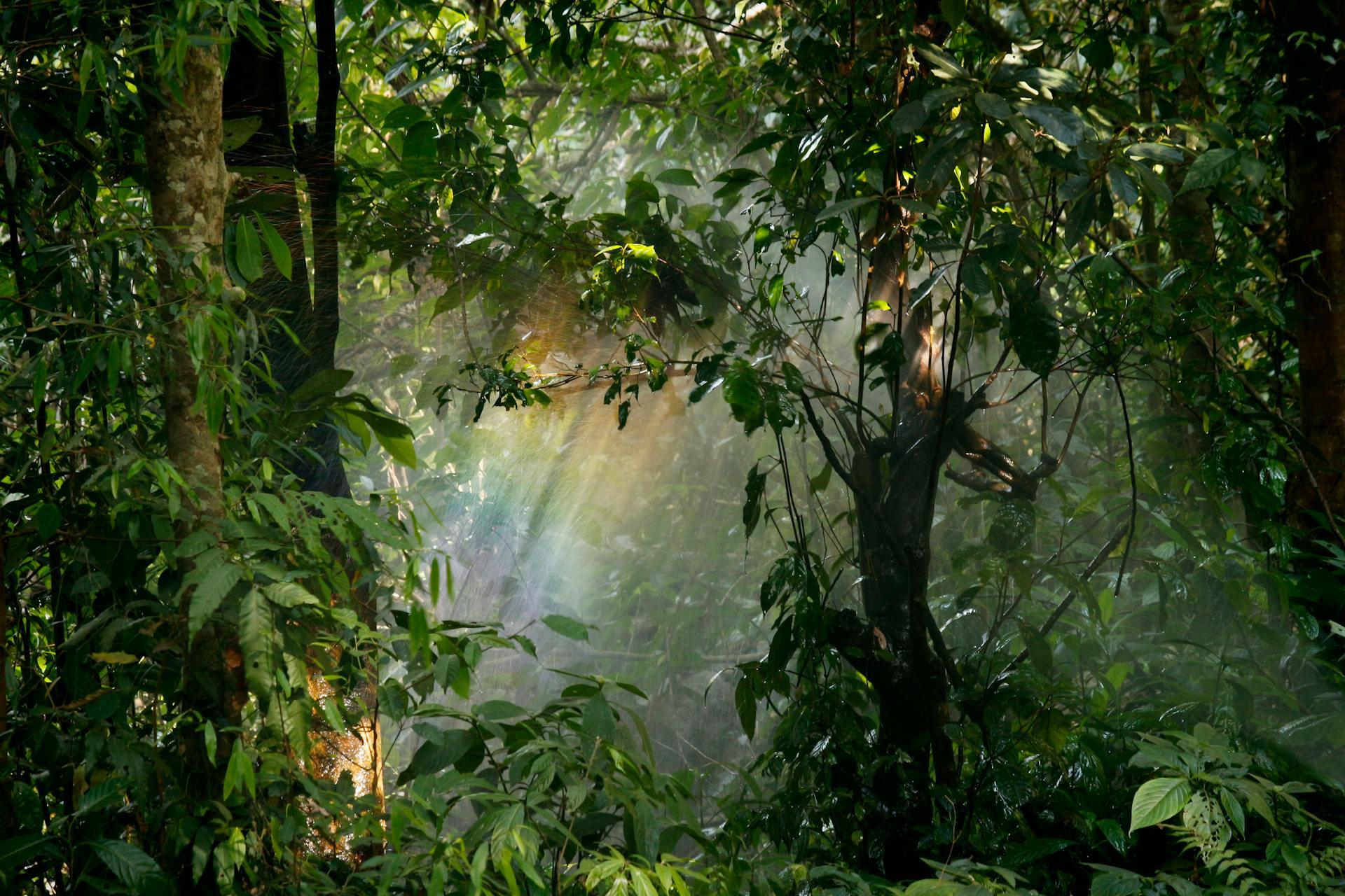 Plantas y destellos de luz.