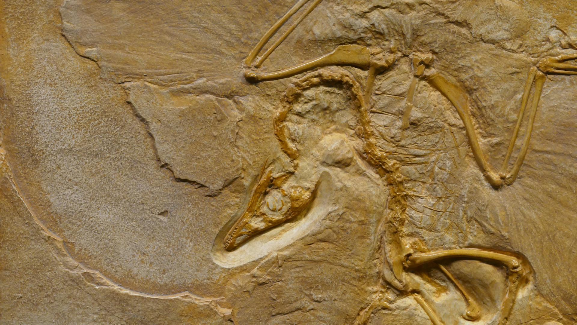 Fósil De Dinosaurio En Formación De Piedra Rugosa.