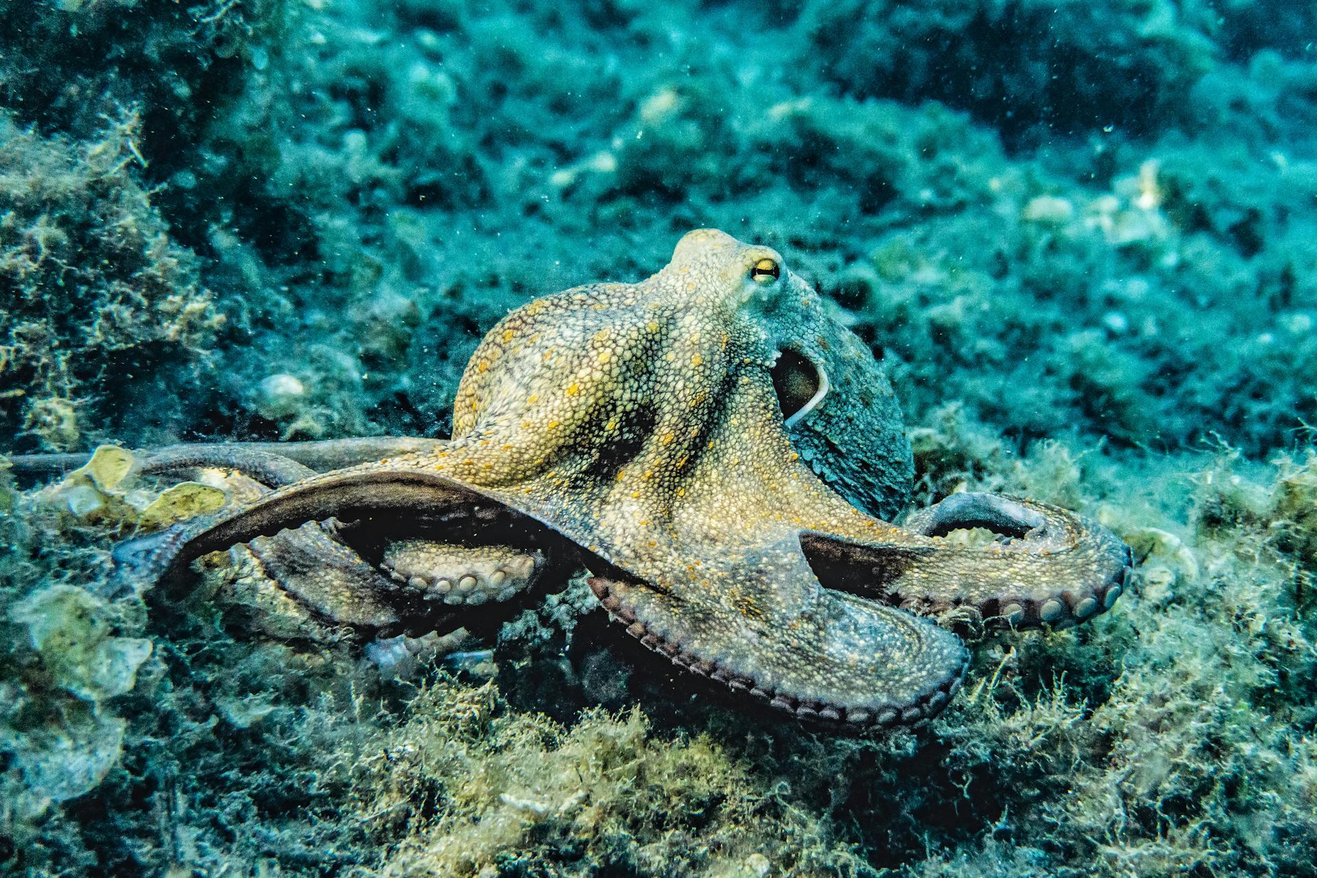 Pulpo apoyando sobre el suelo marino.