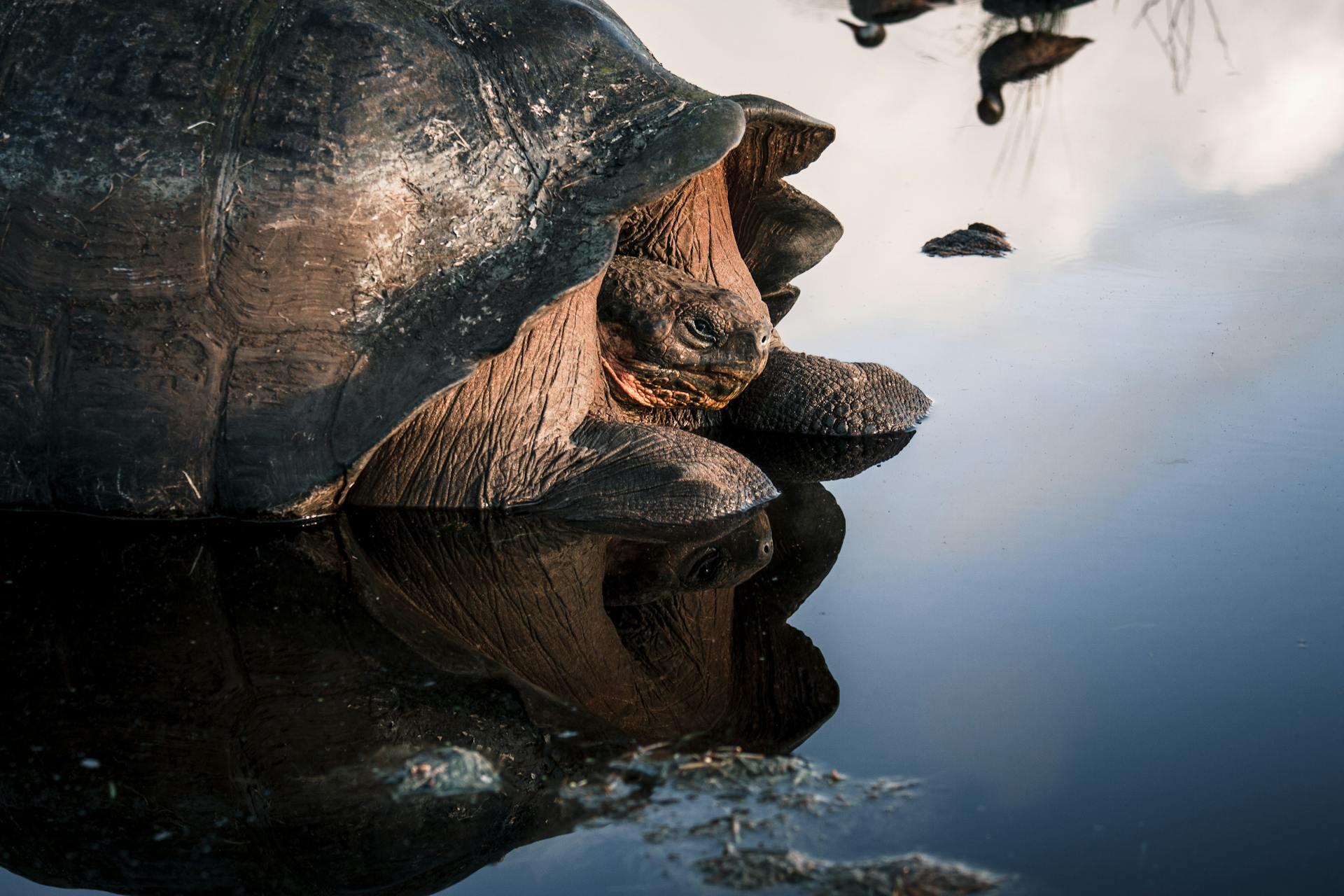 Tortuga sobre superficie de agua.