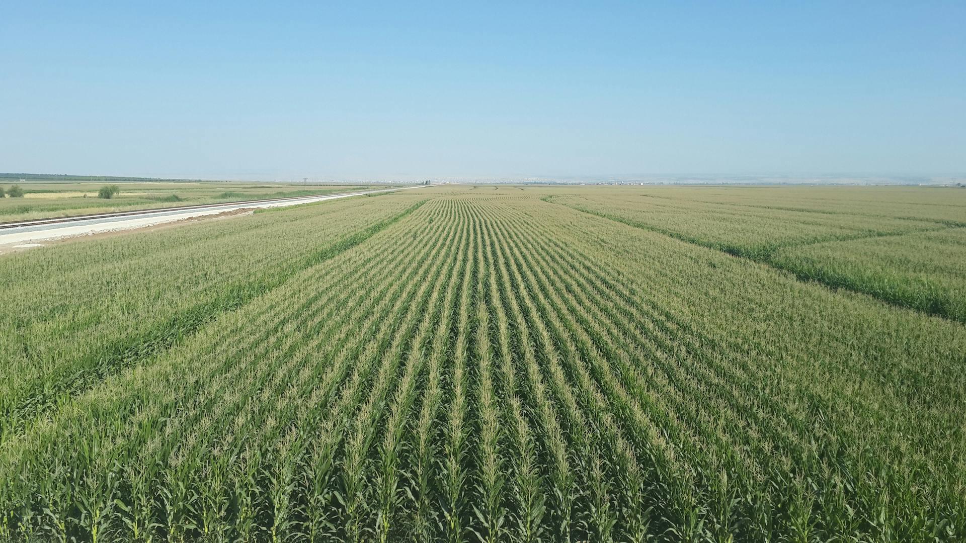 Plantación en el campo. 