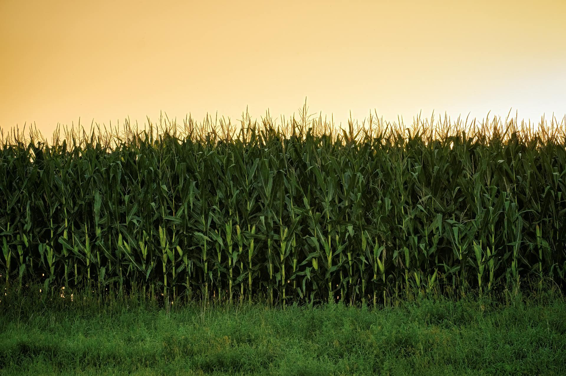 Plantación de maíz al atardecer. 
