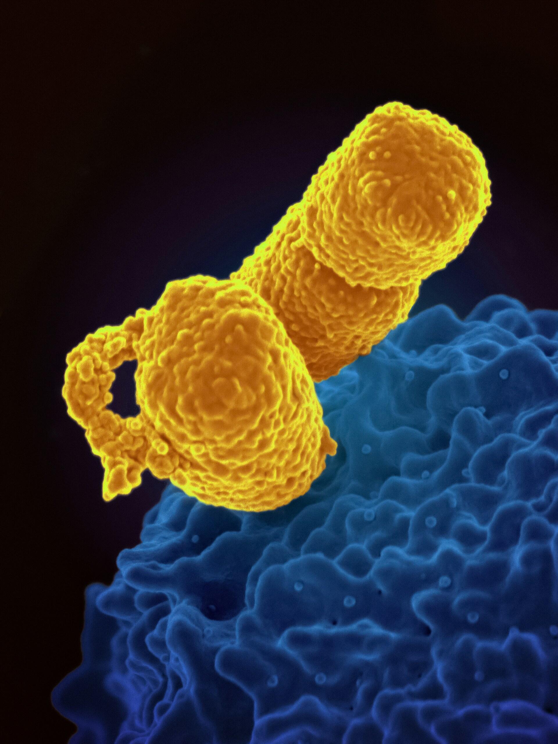 microbiota
