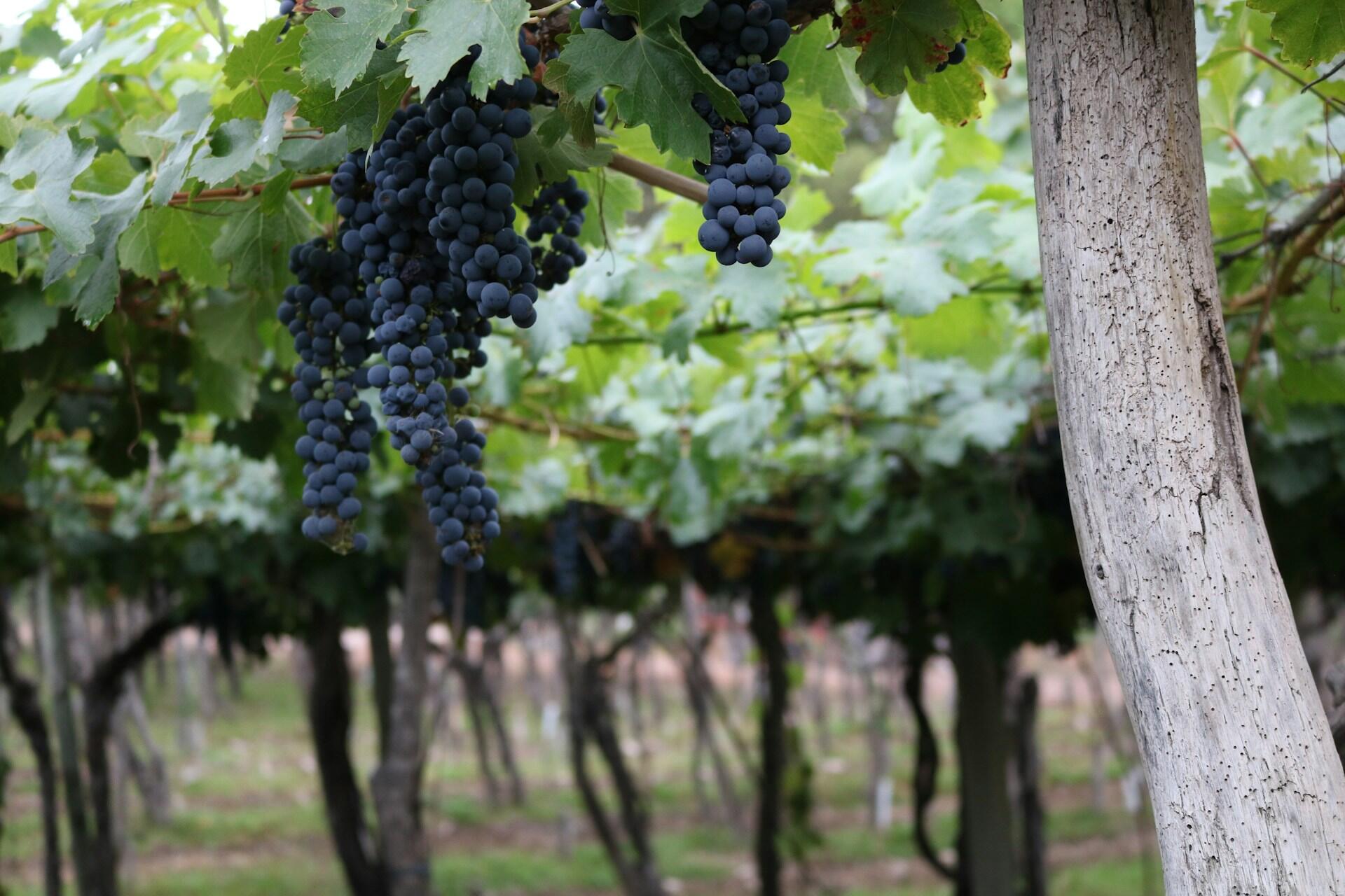 uvas de mendoza