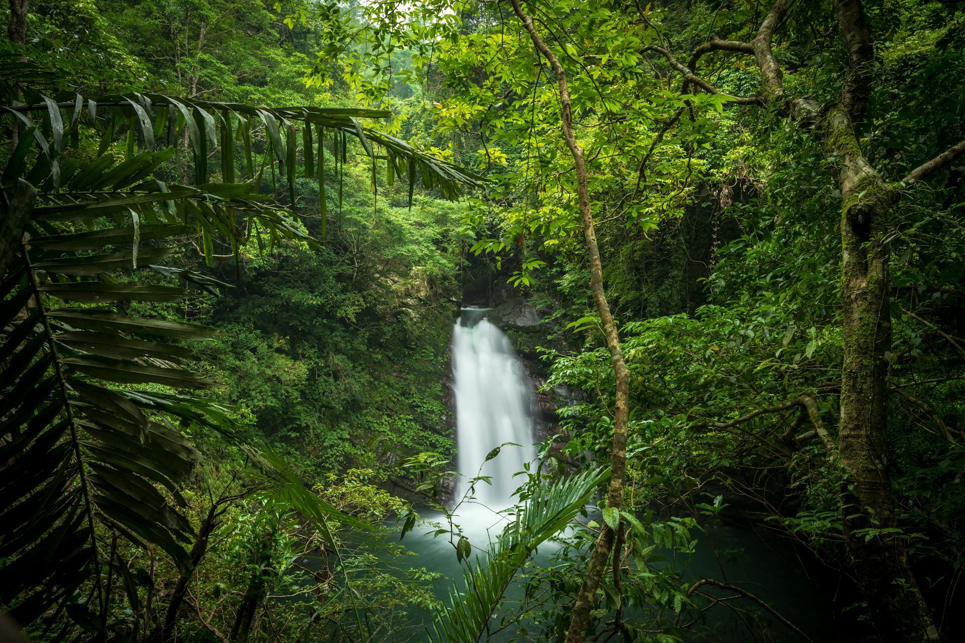 Vegetación y cascada. 