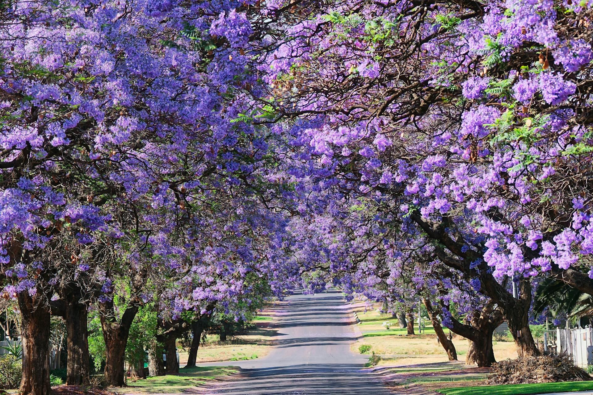 Camino con árboles con flores violetas a los lados.