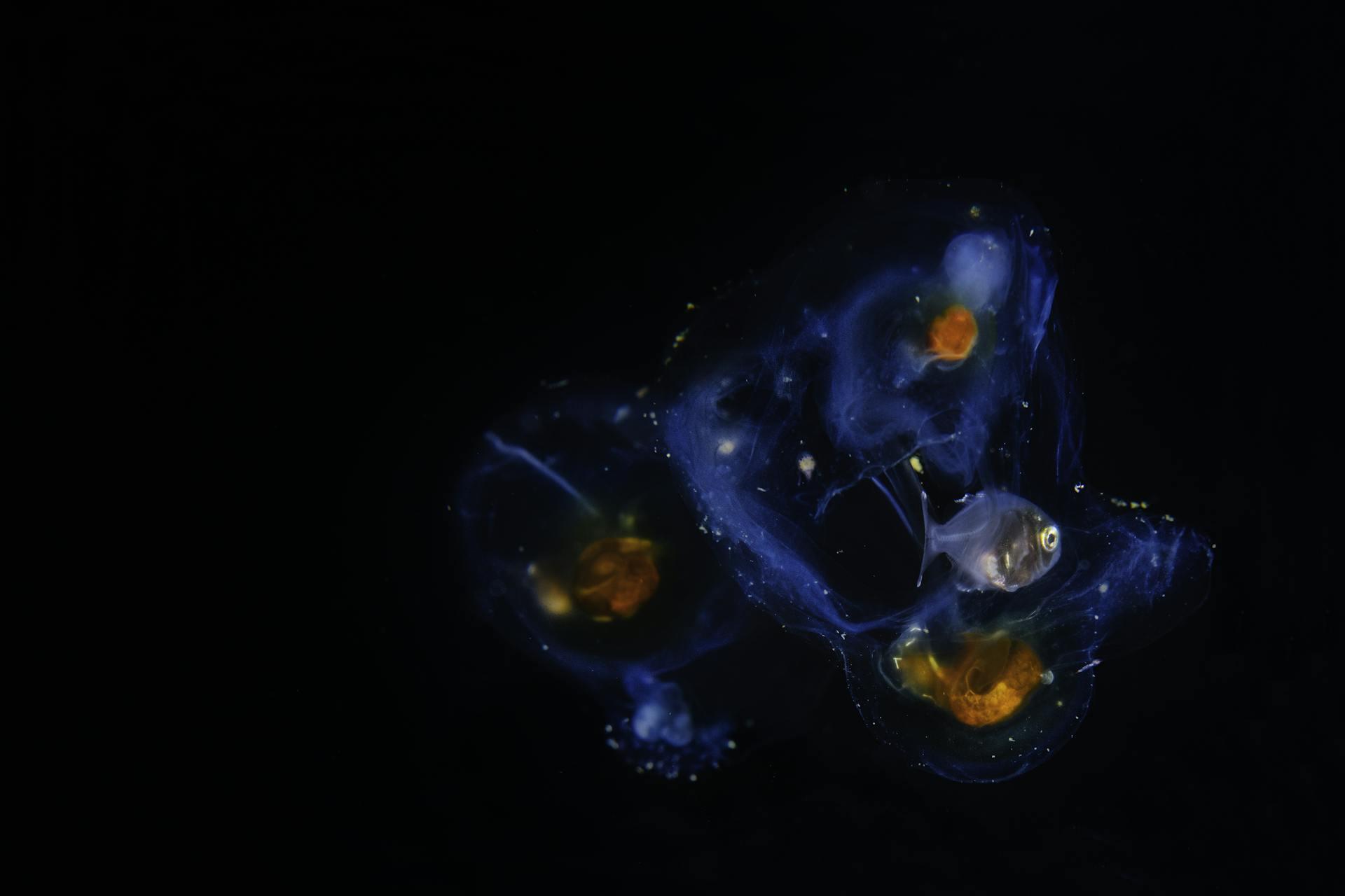 Organismos fluorescentes sobre fondo negro. 