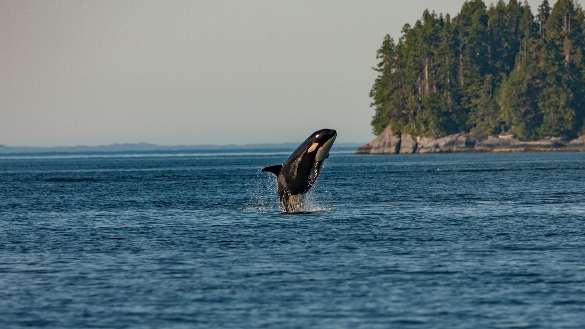 Orca saltando en el mar azul con árboles de fondo.