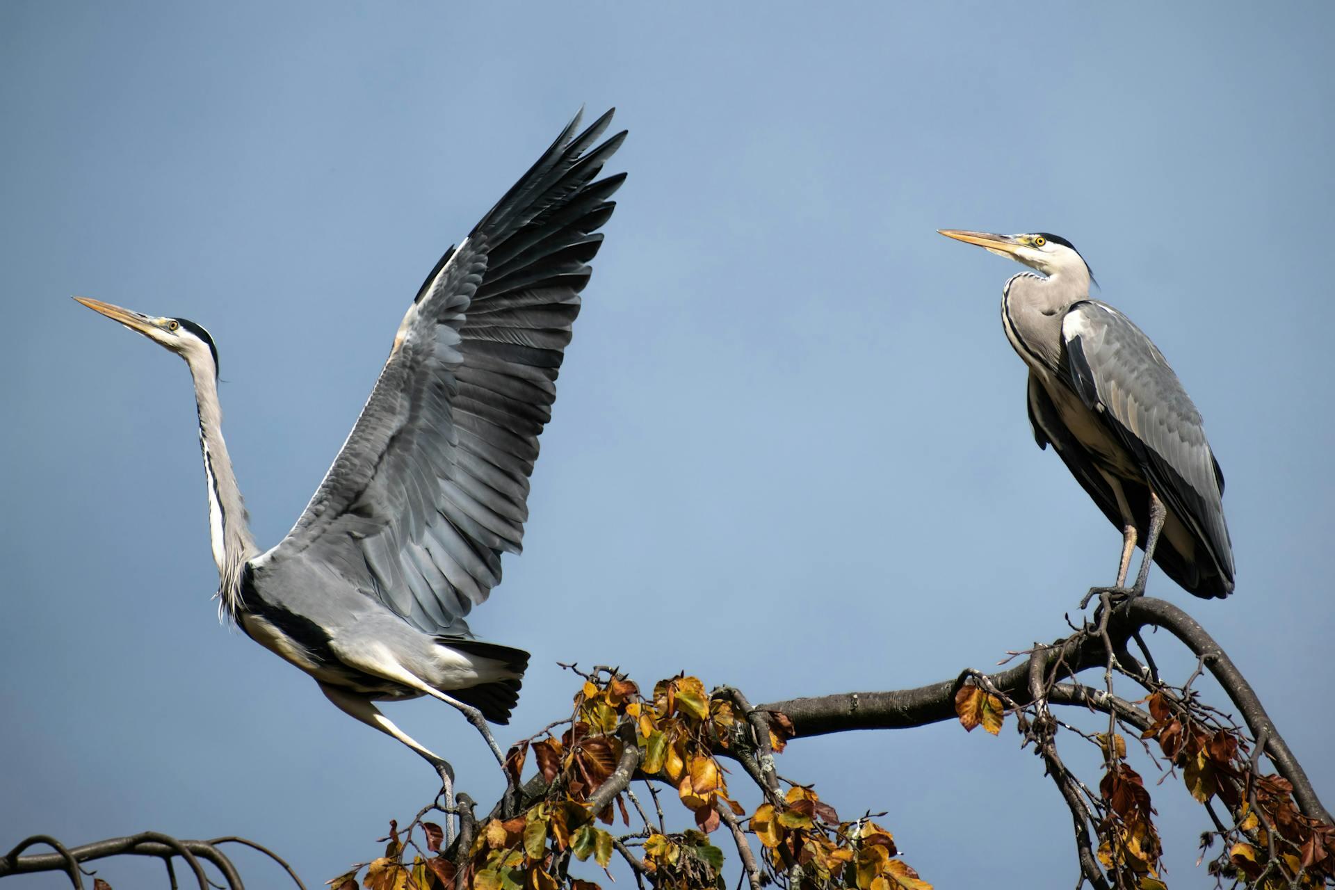 Pájaros grises parados sobre una rama con hojas amarillas.