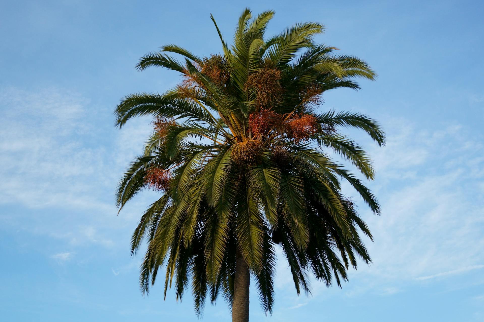 Palmera con hojas verdes y frutos rojos con fondo de cielo celeste.