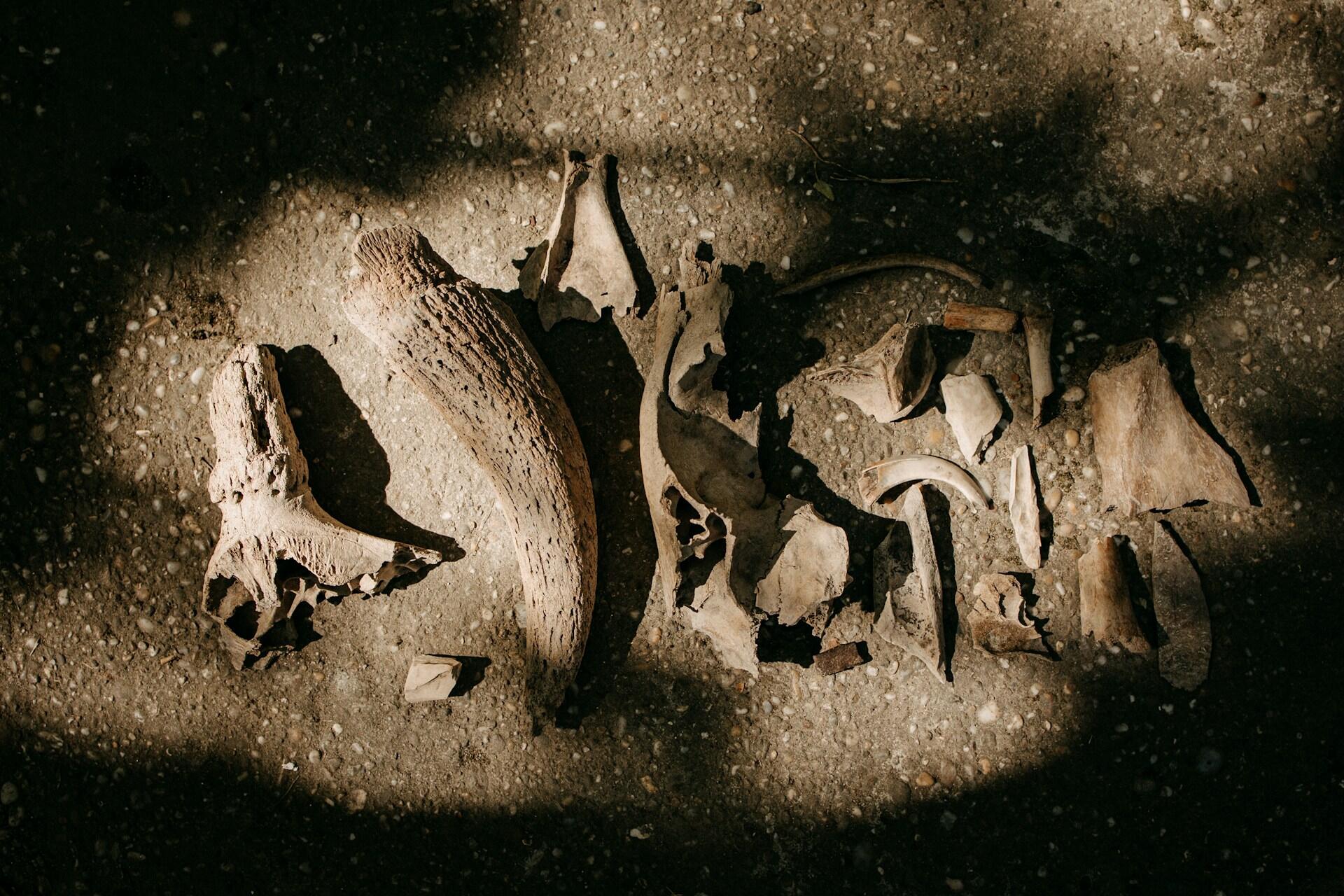 huesos fósiles en la tierra