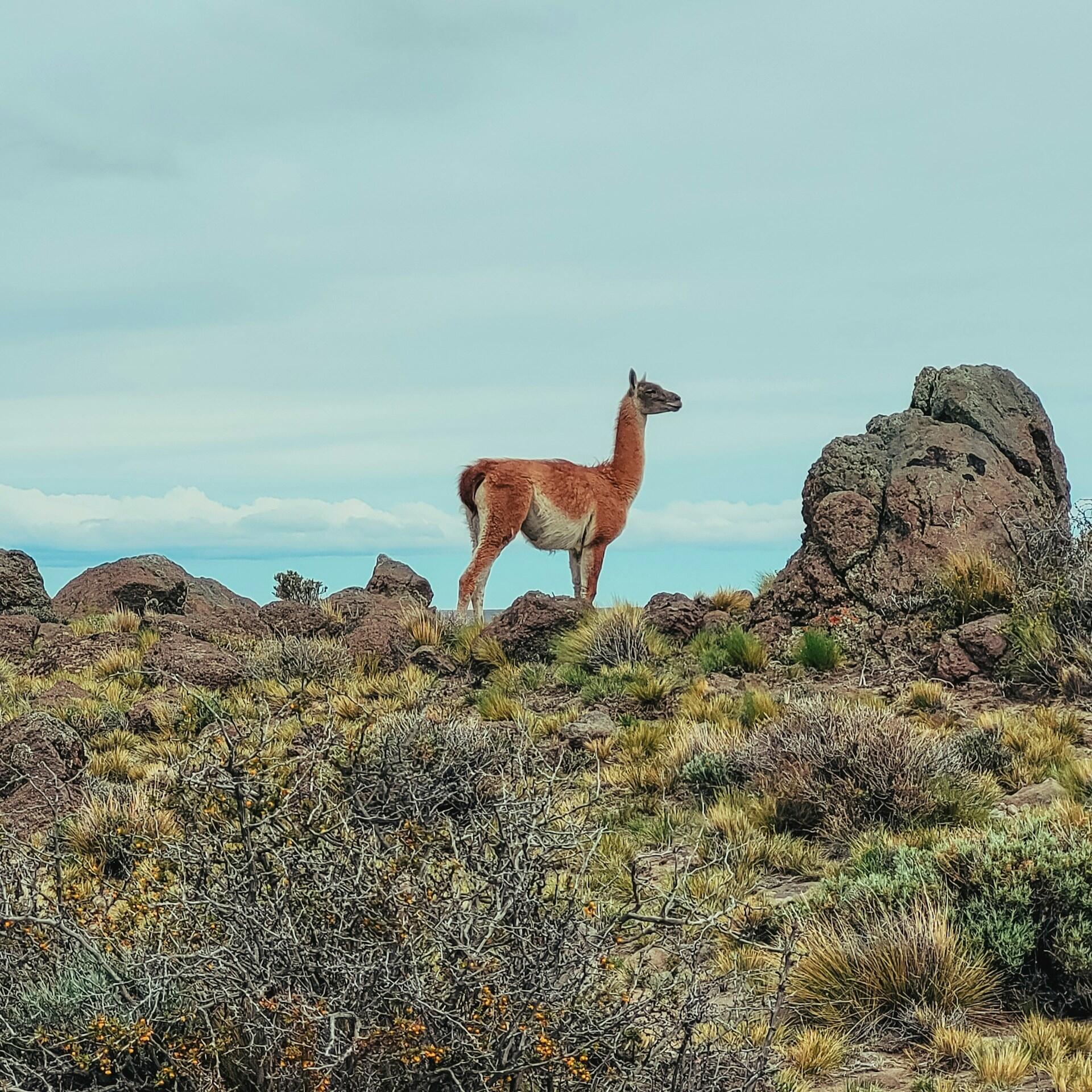 guanaco en la montaña