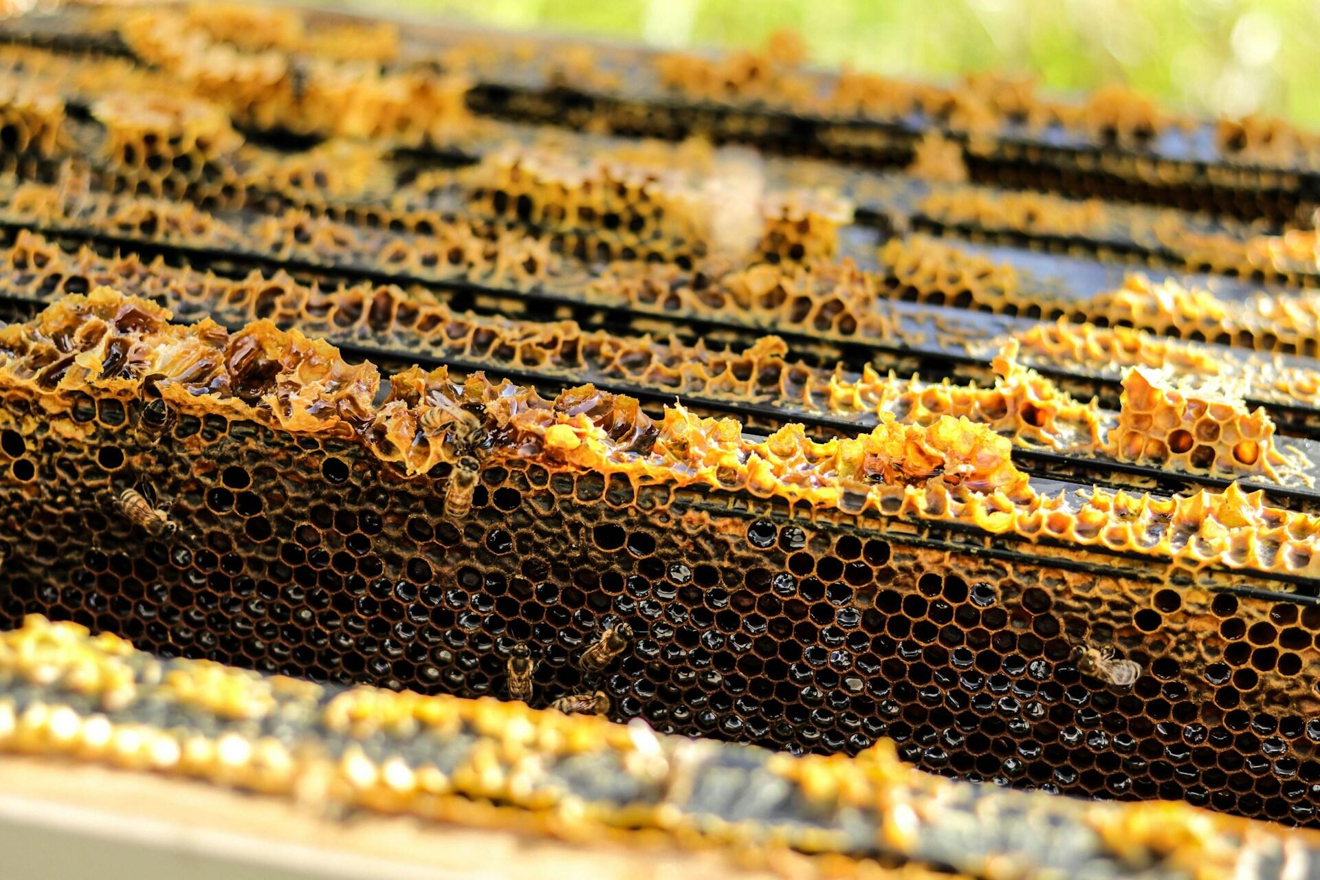 Panales de miel con abejas en actividad, representando la recolección de miel silvestre. Foto de Danika Perkinson en Unsplash.