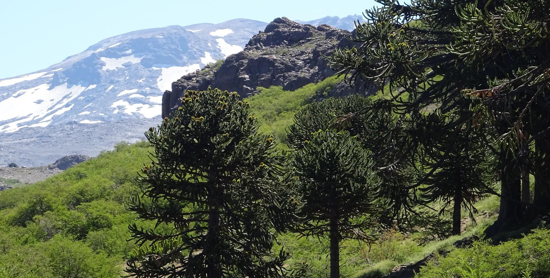 Bosque de araucarias en las montañas de Neuquén, representando el hábitat natural Mapuche, por Rodolfo Eduardo Ayué.