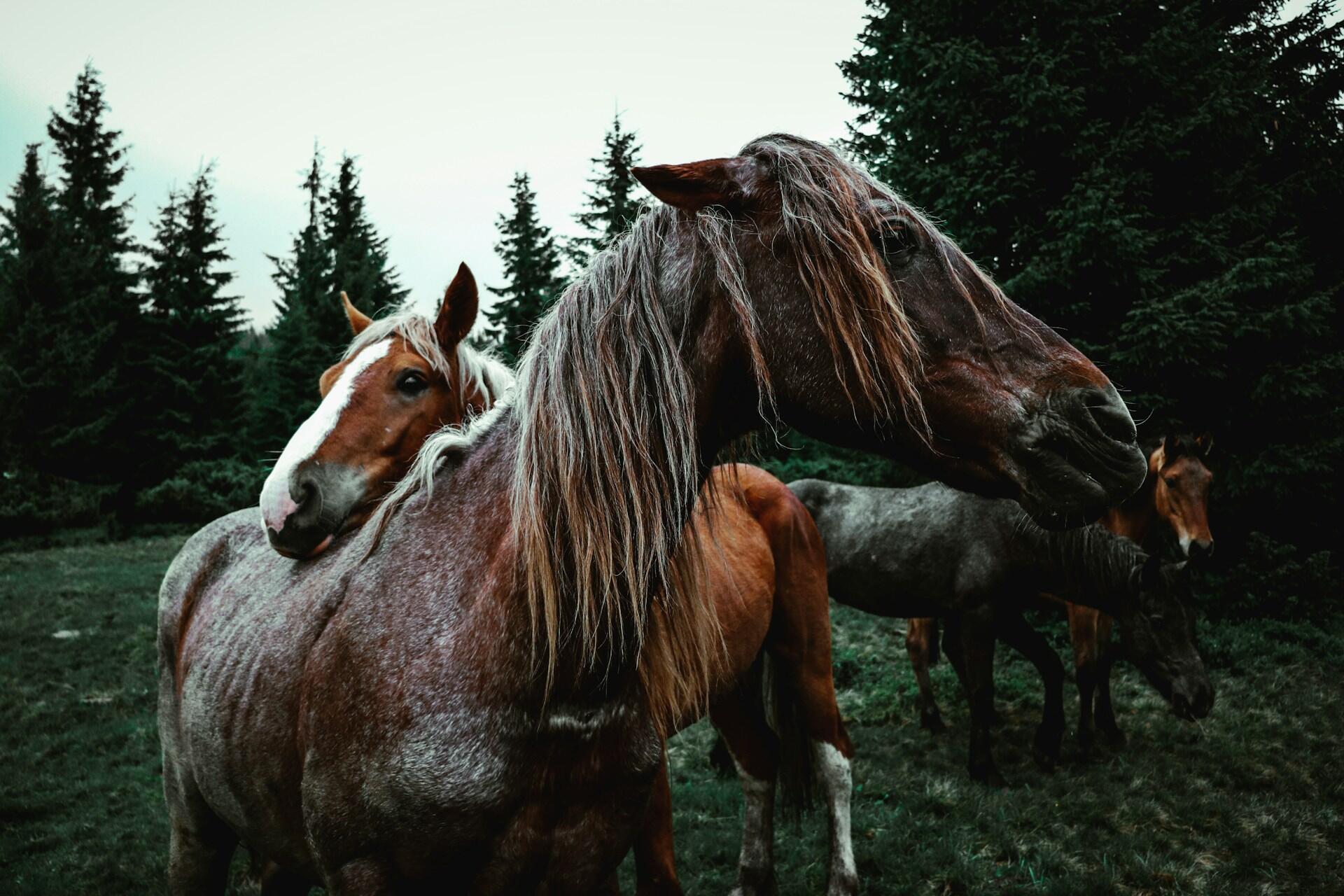 Dos caballos en un entorno natural, representando la revolución económica que este animal trajo a los pueblos de la pampa, por Dmitry Pod.
