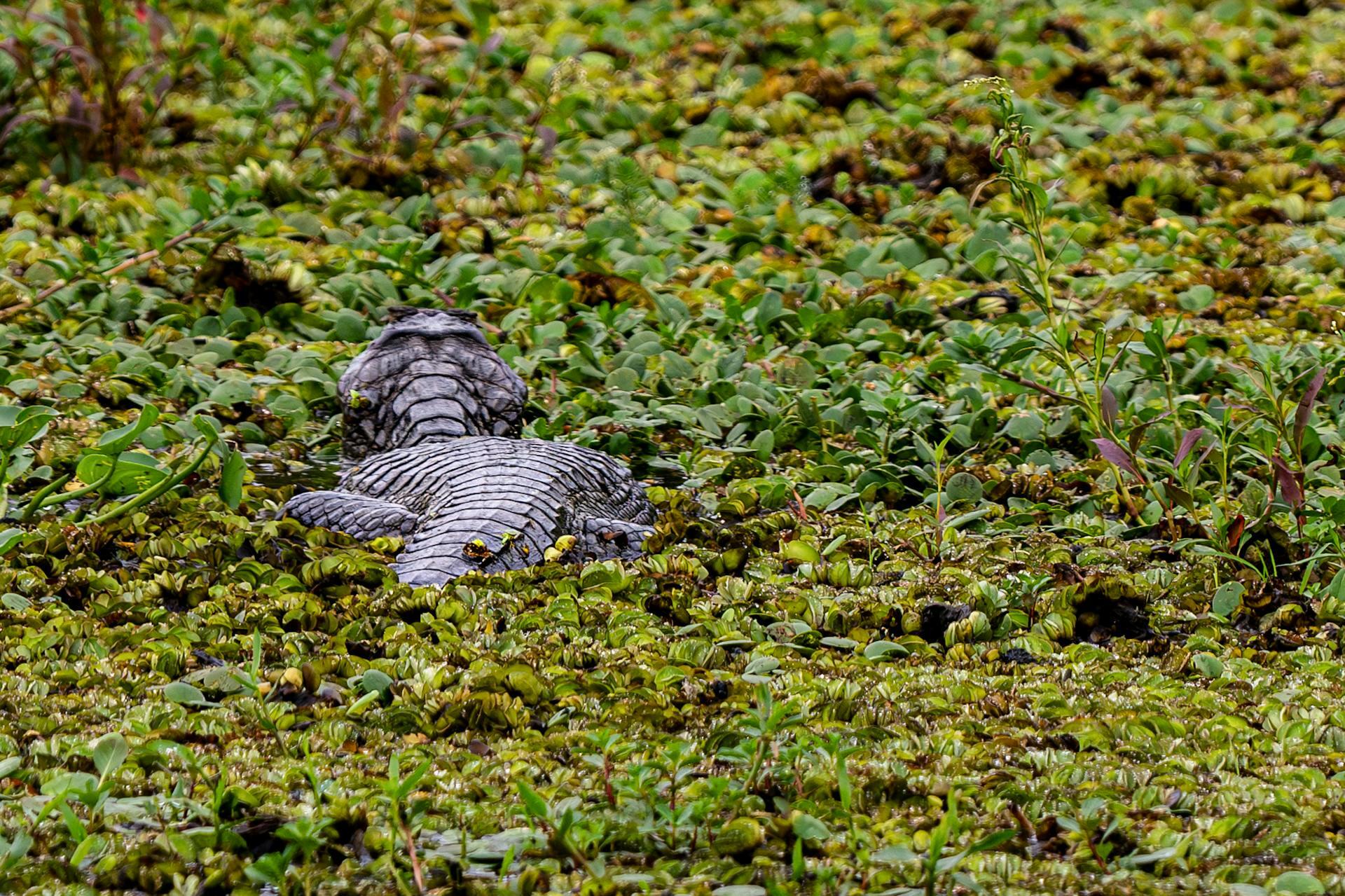 Caimán descansando en el bañado de Corrientes, Argentina, fauna típica de los humedales del litoral. Foto de Marcelo Gonzalez en Pexels.