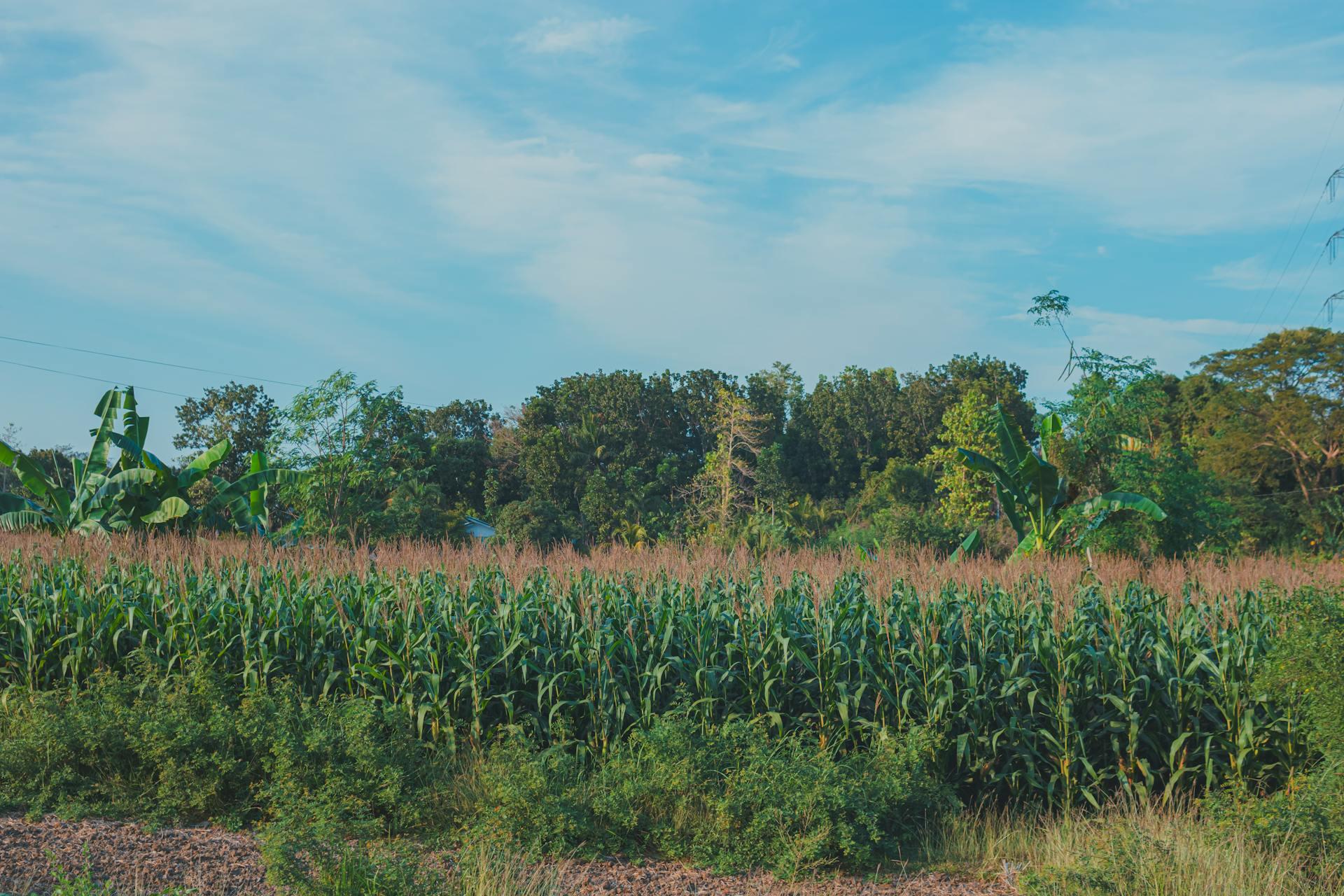 Campo de cultivo de maíz con cielo azul y árboles al fondo. Fotografía de Nothing Ahead.