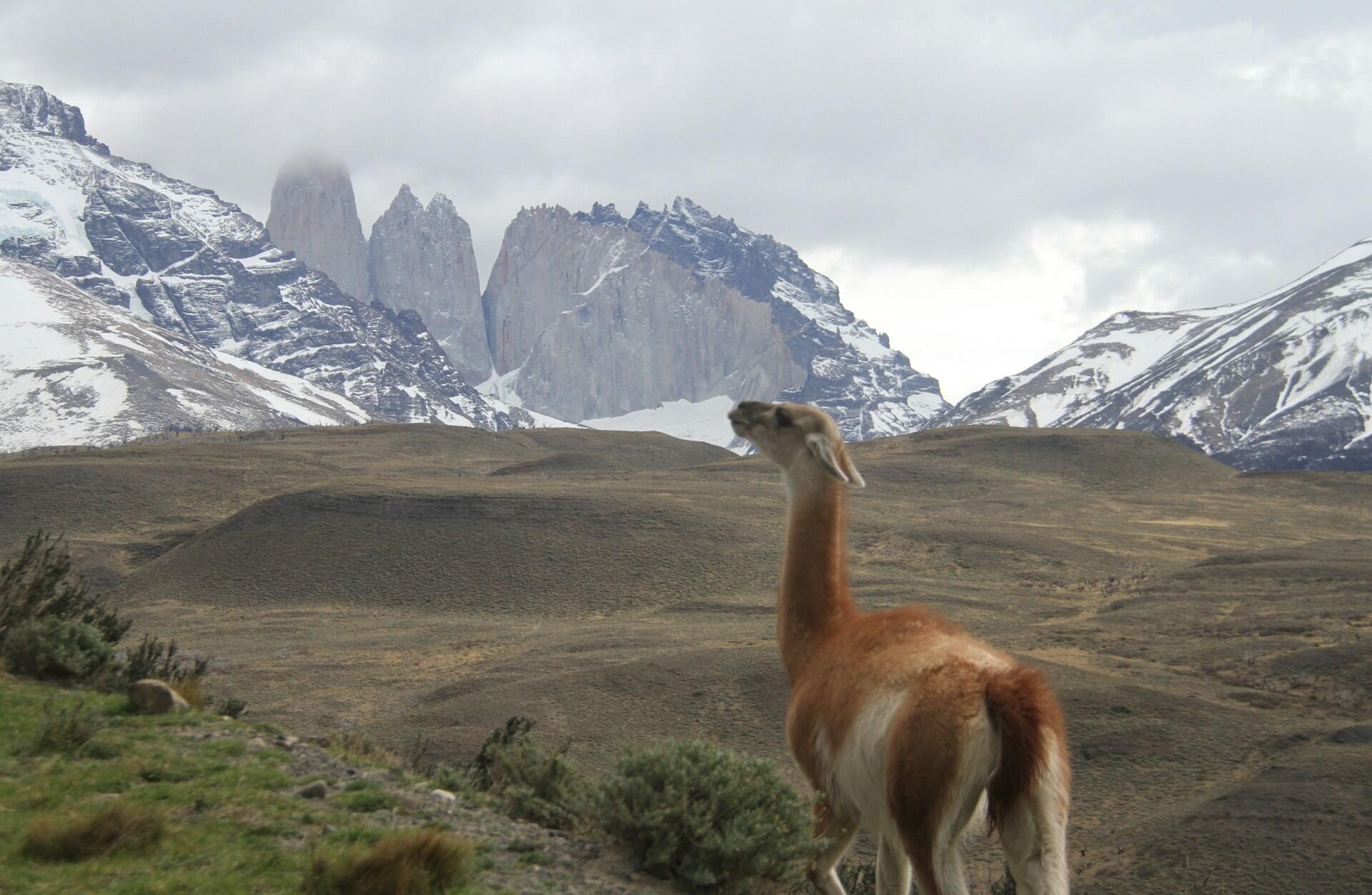 Un guanaco parado en la estepa de la Patagonia con montañas nevadas de fondo, capturado por Thomas Griggs.