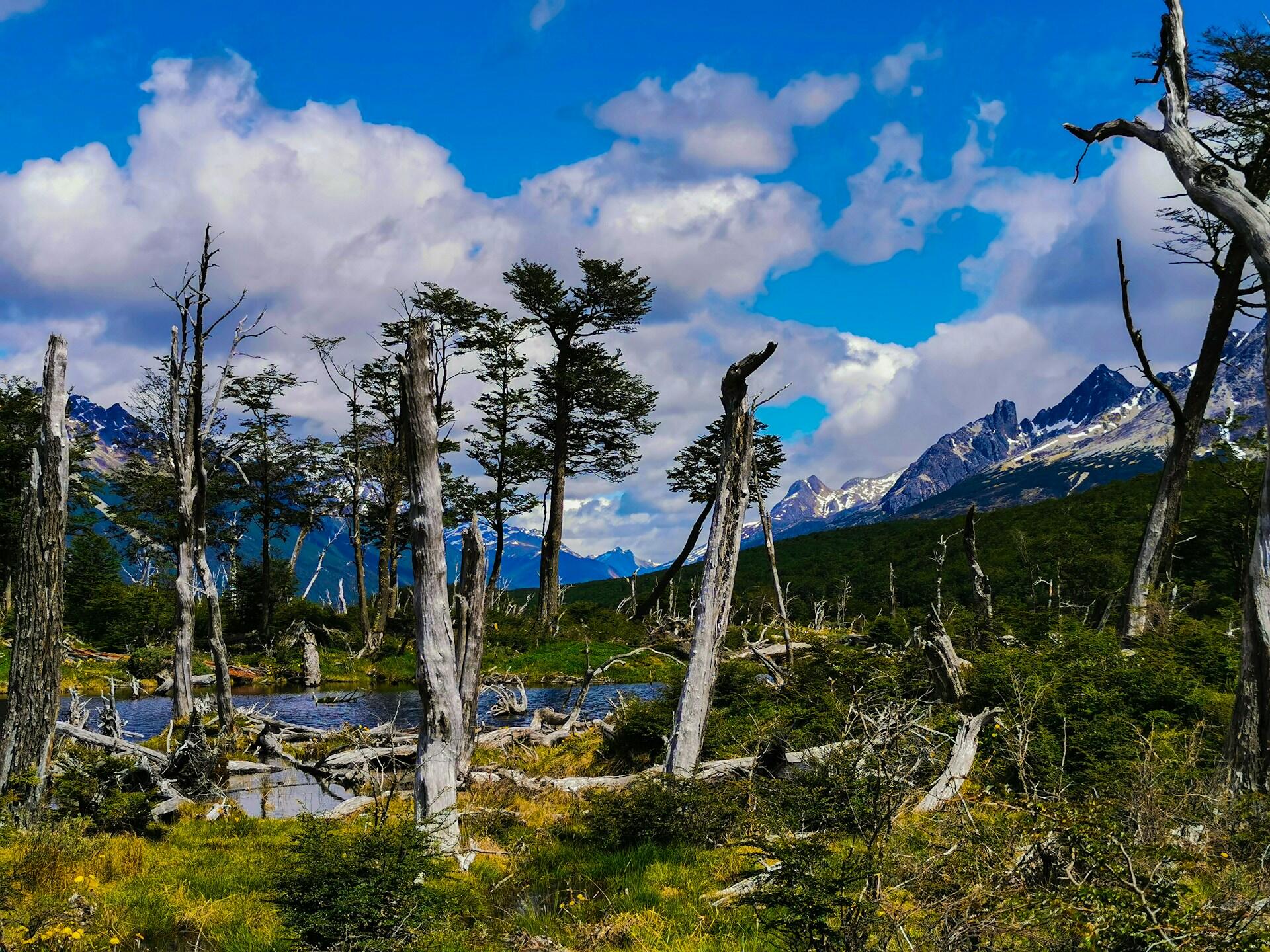 Paisaje de árboles secos y bosque nativo en Laguna Esmeralda, Ushuaia, fotografiado por Florian Delée.