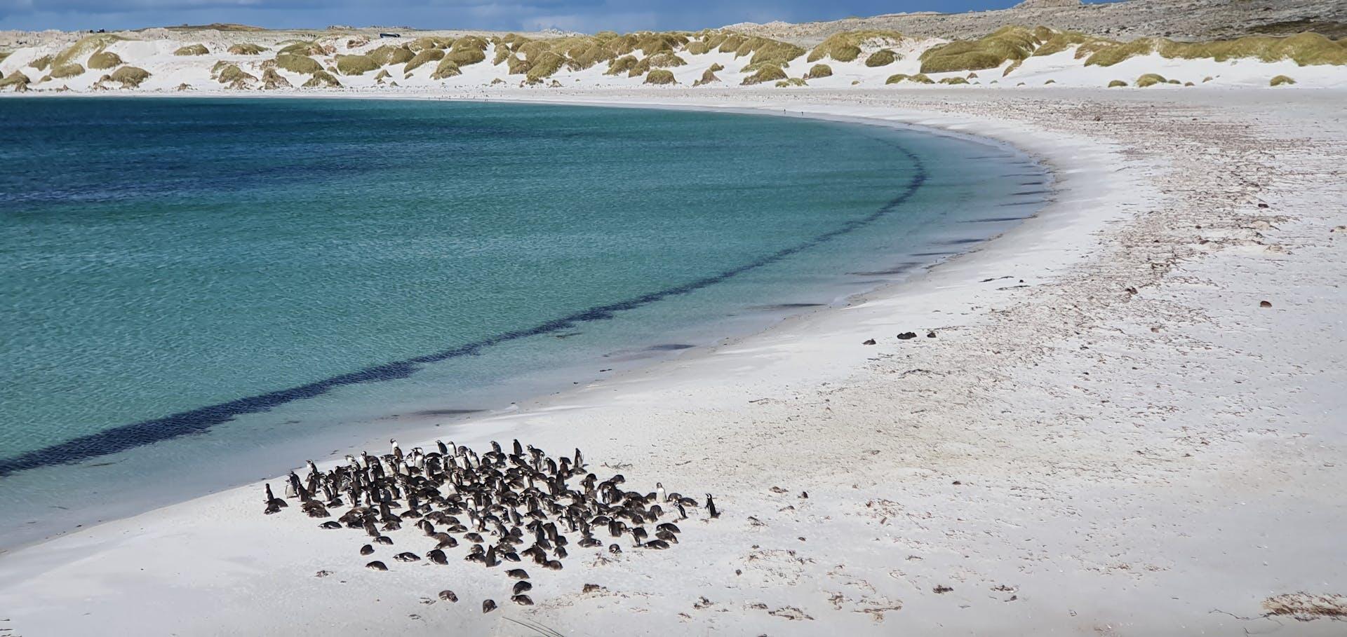 Playa con pingüinos en Stanley, East Falkland, Islas Malvinas. Foto: Judith Alegarbes.