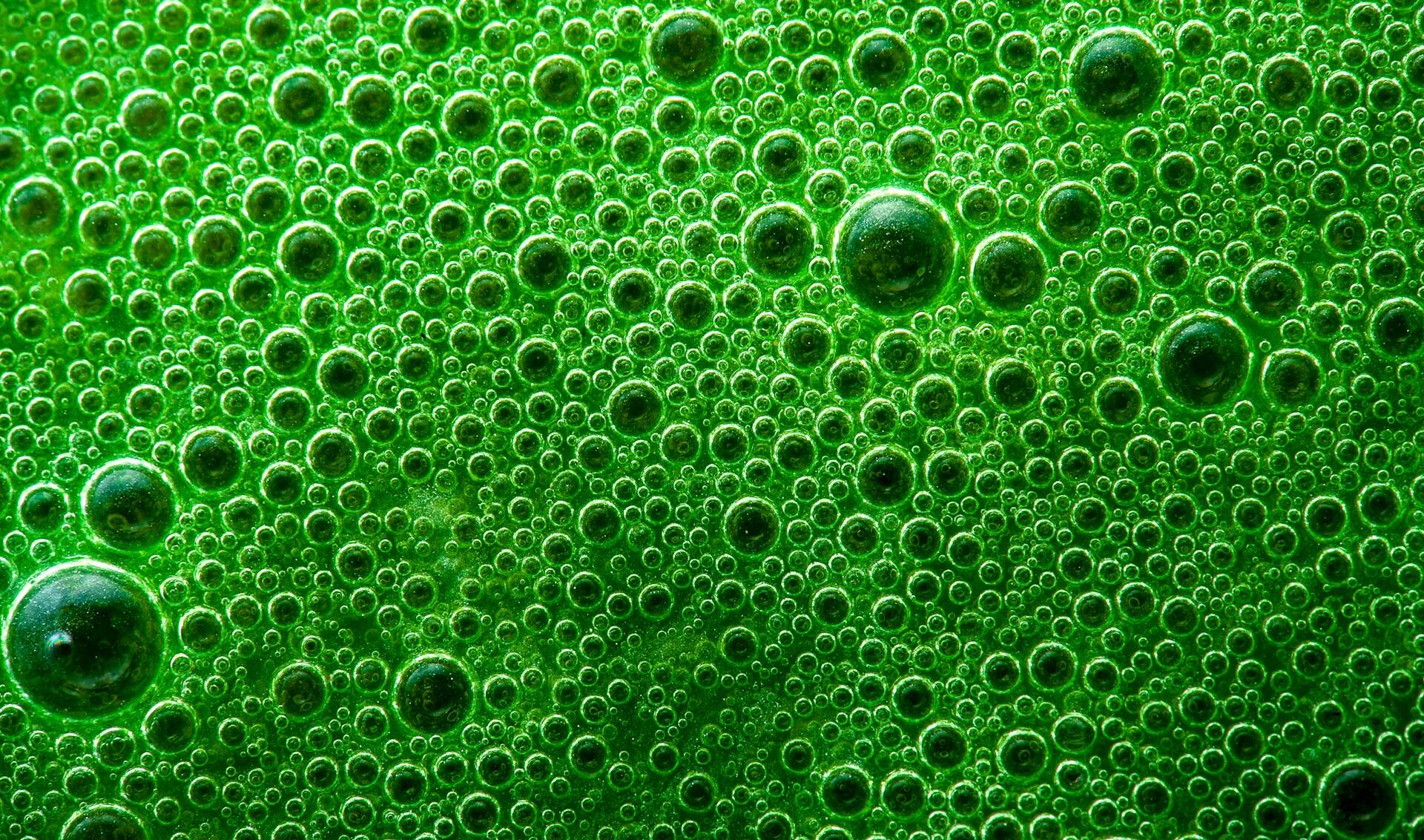 Primer plano macro de burbujas verdes en un líquido, una representación visual de la pureza y el proceso molecular del hidrógeno verde. Fotografía de John Middelkoop.