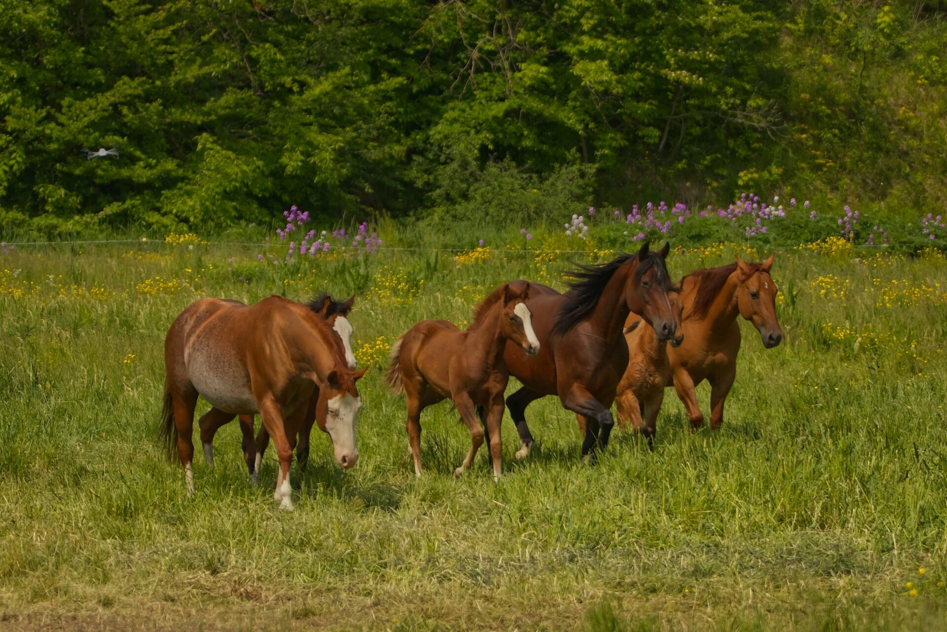 Grupo de caballos galopando en un campo natural, representando la fuerza de la caballería del regimiento de Granaderos, foto de Dallas Penner.