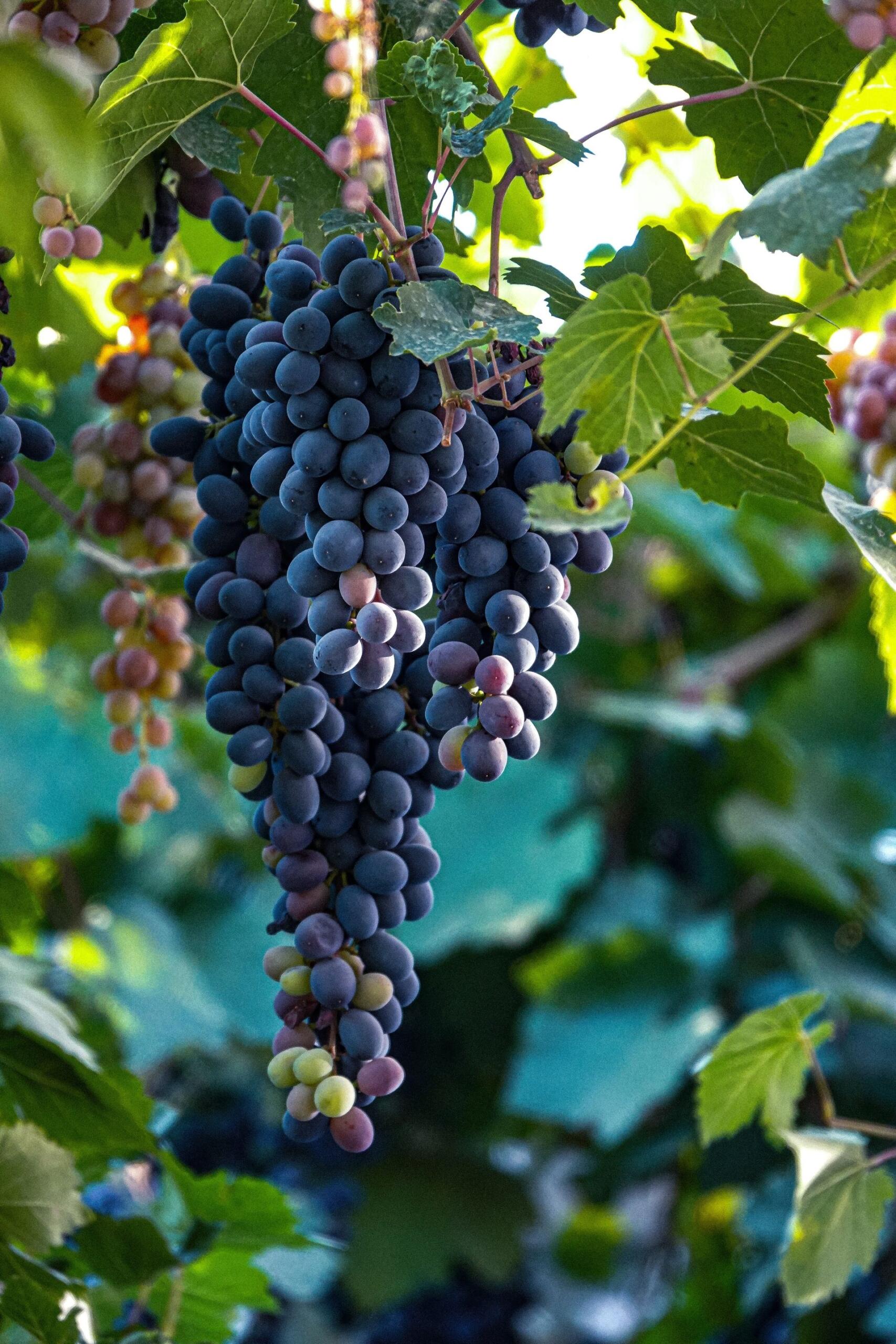 Racimo de uvas colgando de la parra.