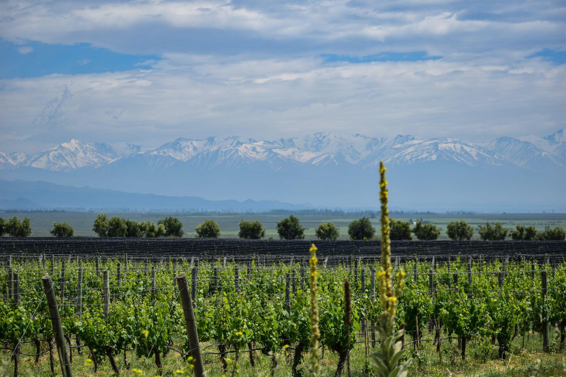 Viñedo y montañas nevadas de fondo.