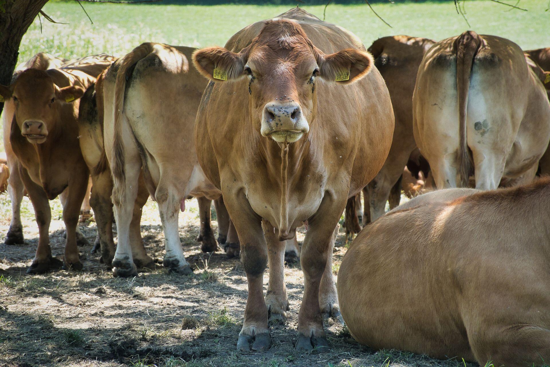 Grupo de vacas marrones en el campo.