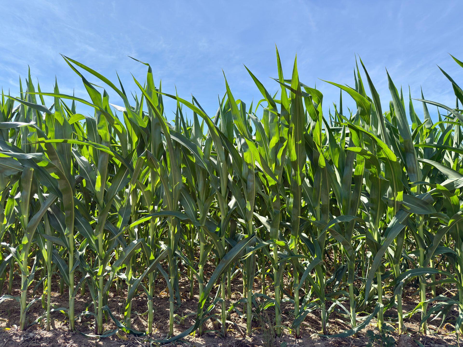 Plantación de maíz.