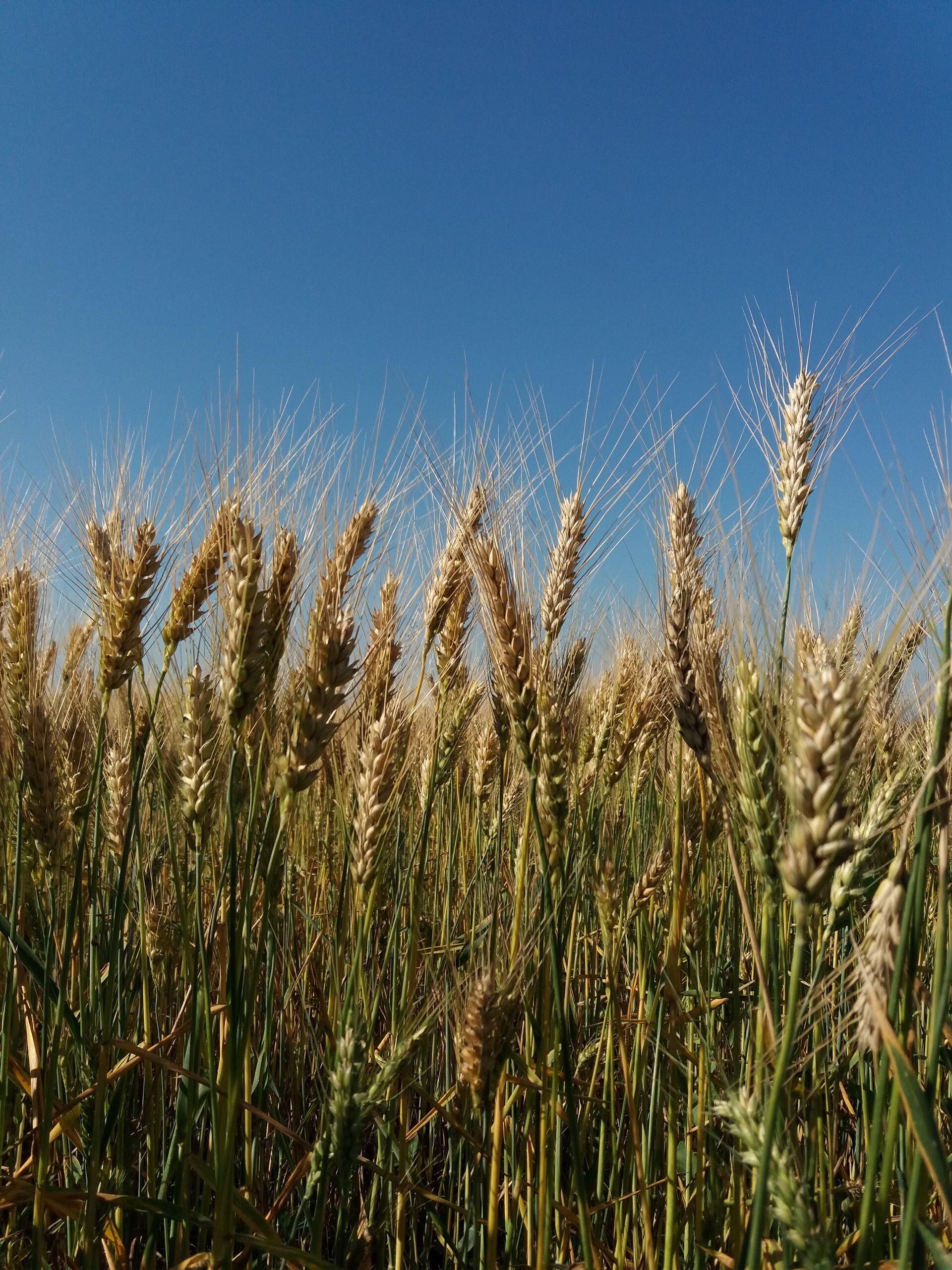 Plantación de trigo.