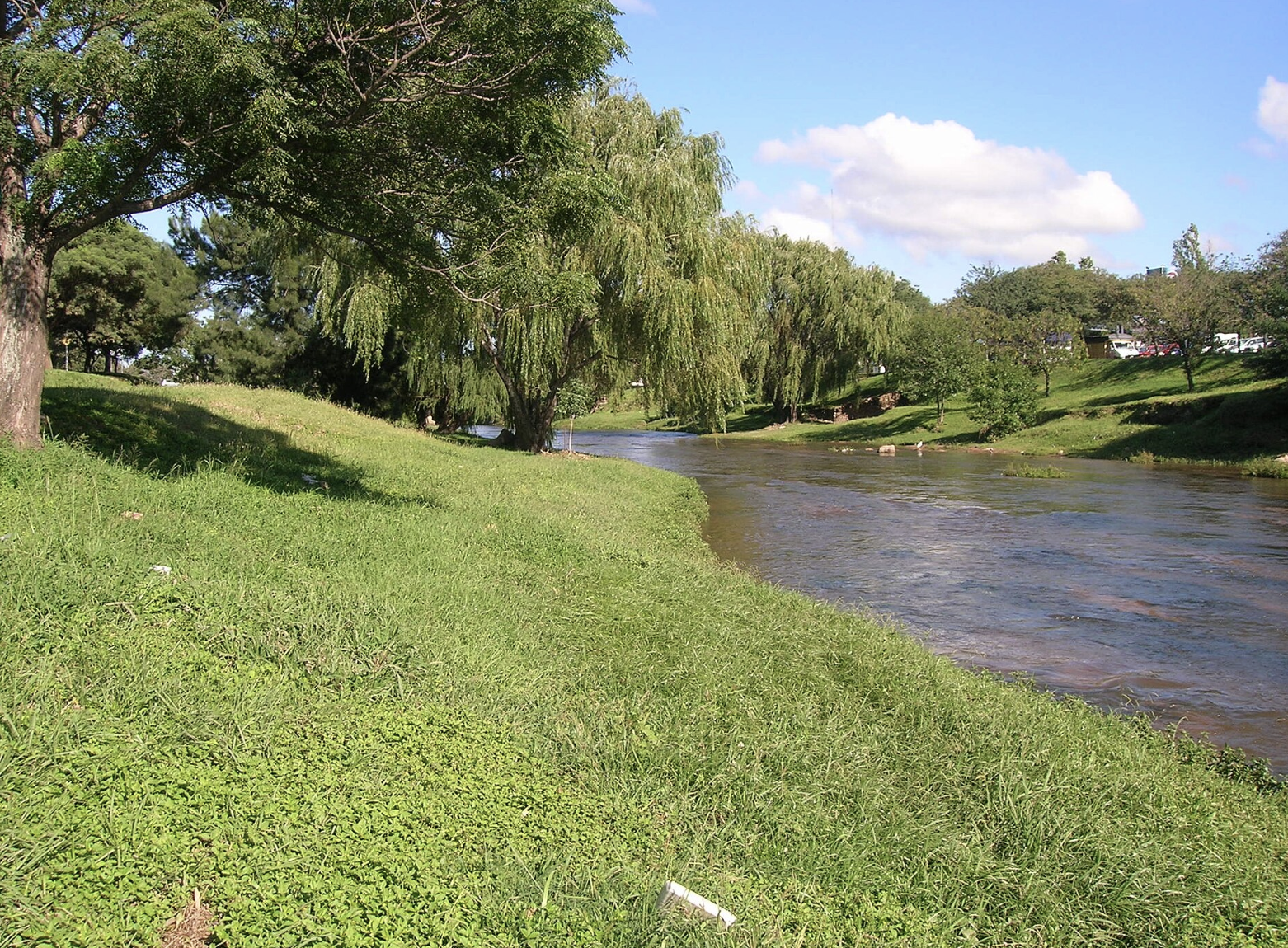 Río Suquía, Córdoba: paisaje del río con cortaderas en primer plano y un puente al fondo. Fuente: Wiki Commons.