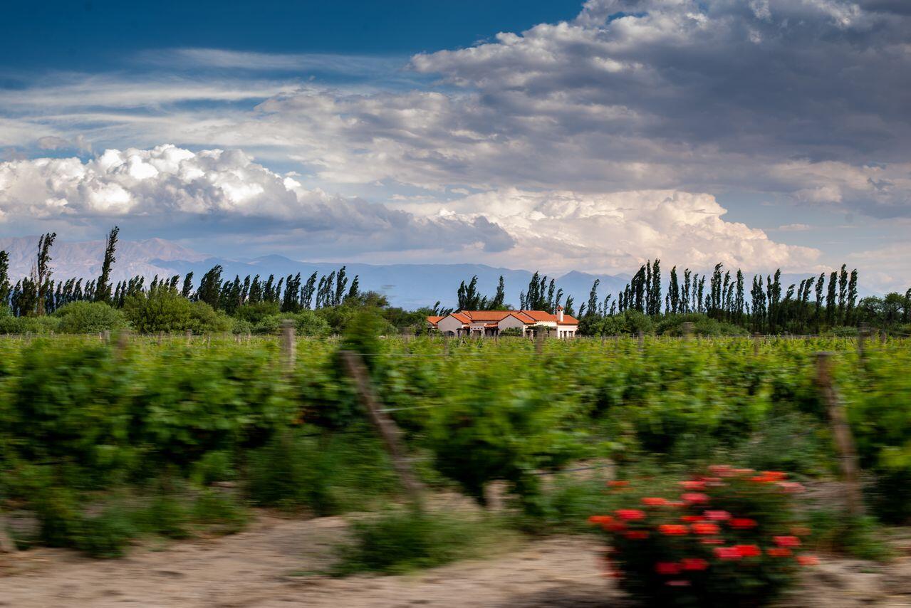 Paisaje de viñedos y montañas en una zona rural, lugar de origen de la leyenda del séptimo hijo varón. Foto de Emiliano Arano.