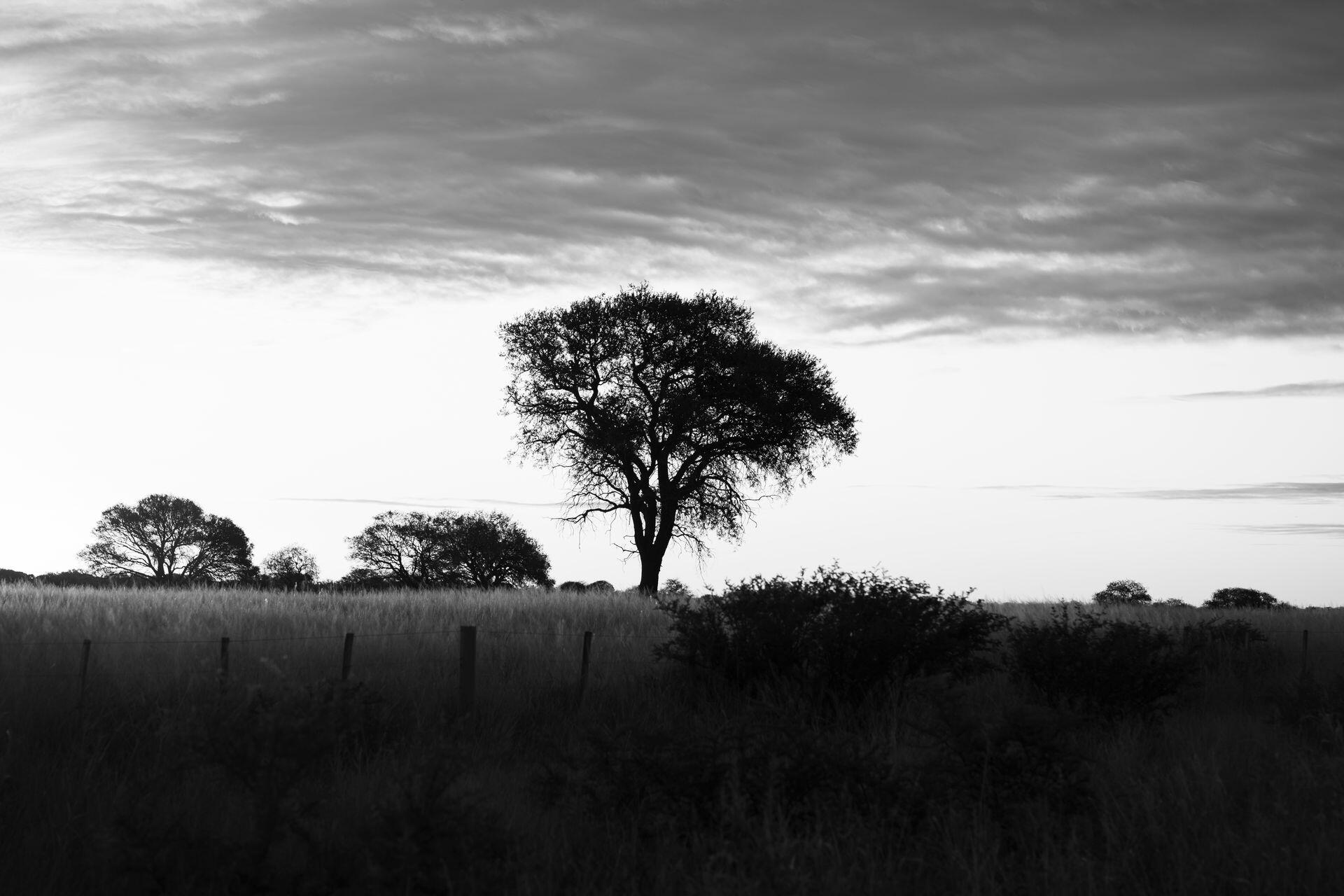 Árbol solitario al amanecer en Córdoba, Argentina, en una fotografía en blanco y negro. Fuente: Tomás Asurmendi, Pexels.