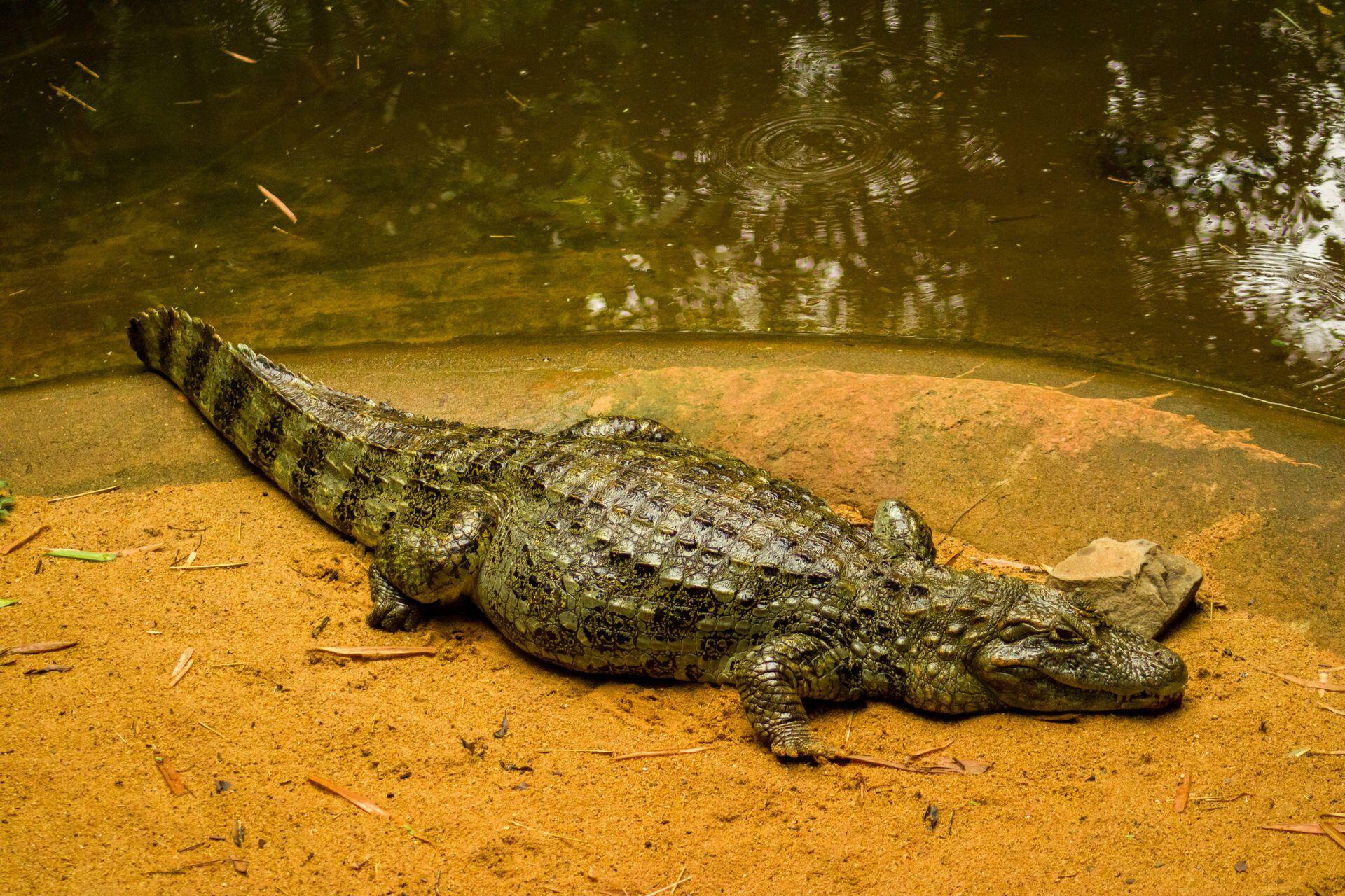 Caimán reposa en una orilla arenosa junto a un pantano en Brasil, rodeado de naturaleza. Foto: Jao Saplak, Pexels.