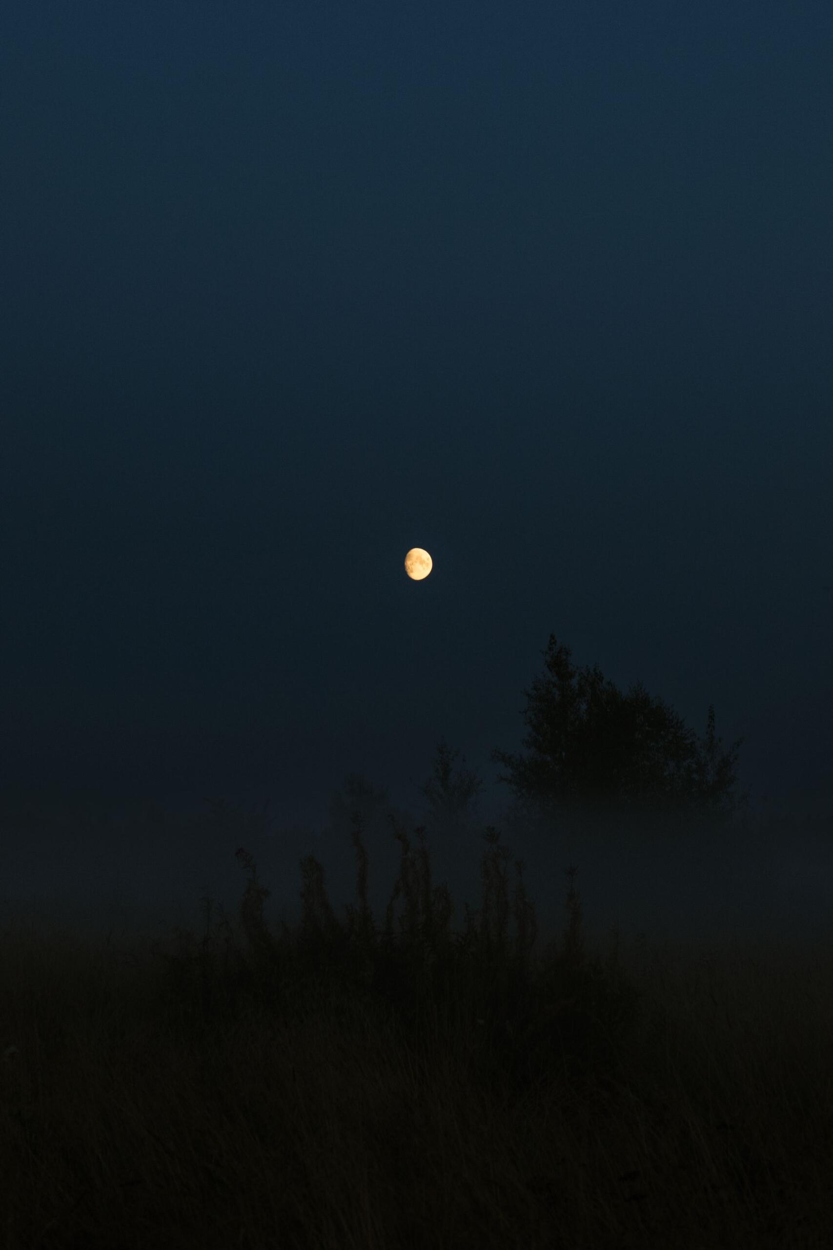 Salida de la luna sobre un paisaje arbolado y brumoso al anochecer. Fuente: Nikita Pishchugin, Pexels.
