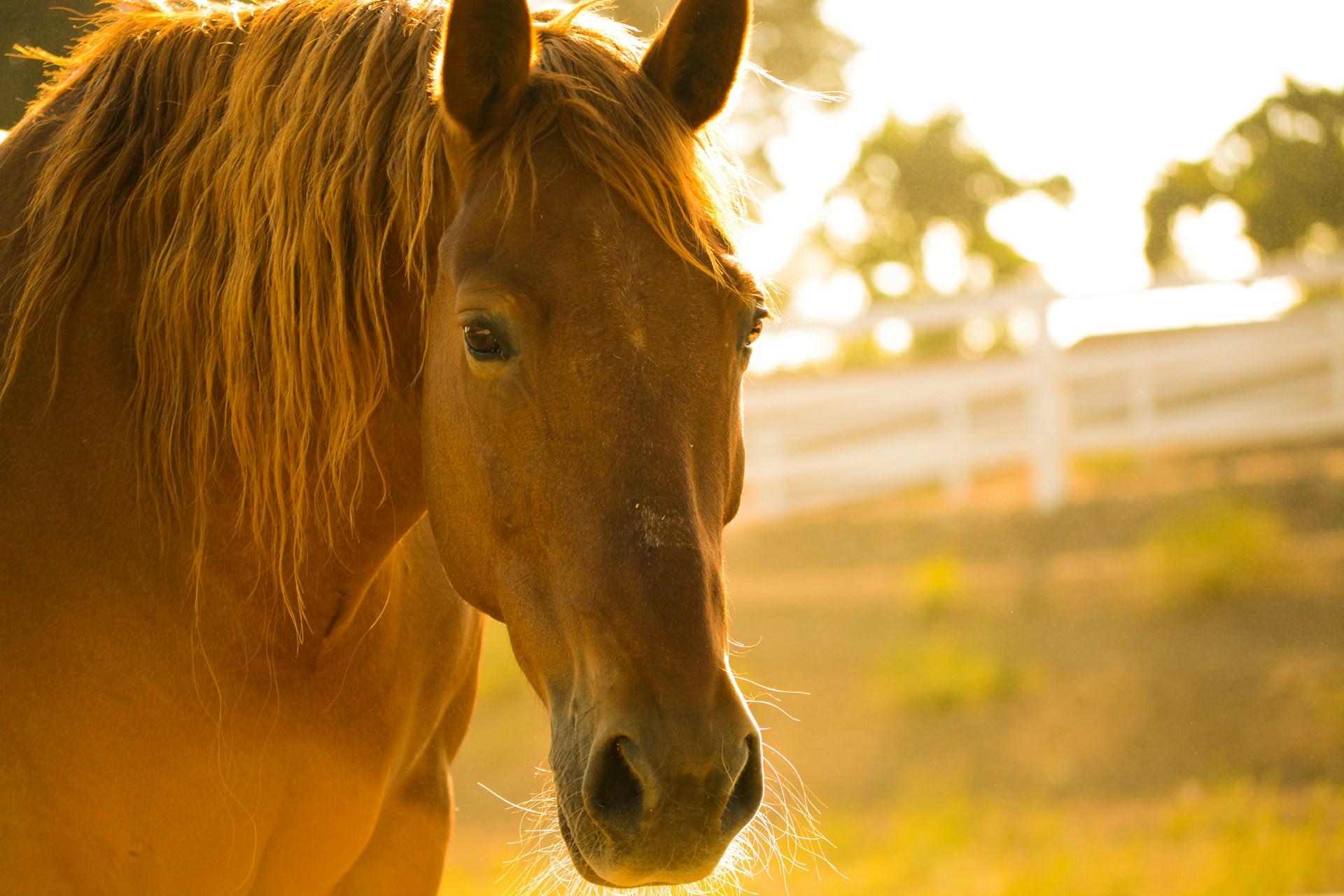 Ein Pferd schaut in die Kamera